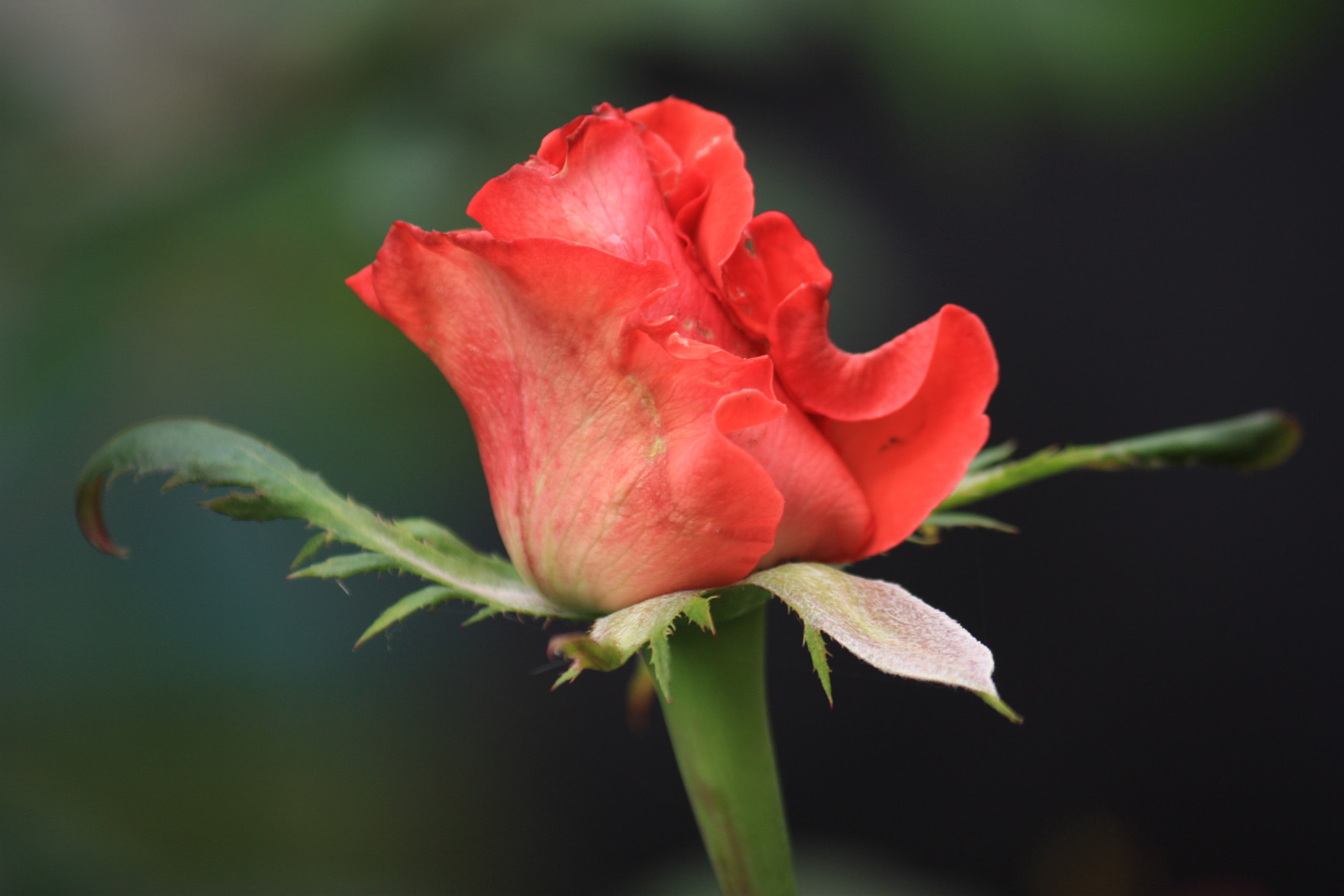 Canon EF-S 55-250mm F4-5.6 IS sample photo
