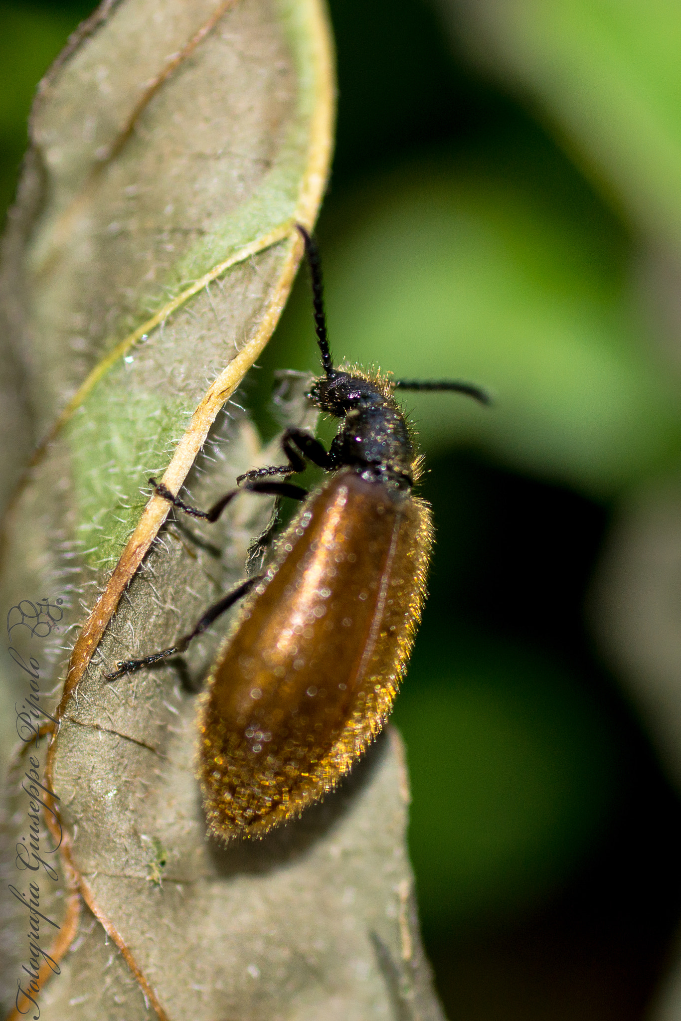 Sony SLT-A77 + Tamron SP AF 90mm F2.8 Di Macro sample photo. Lagria hirta photography