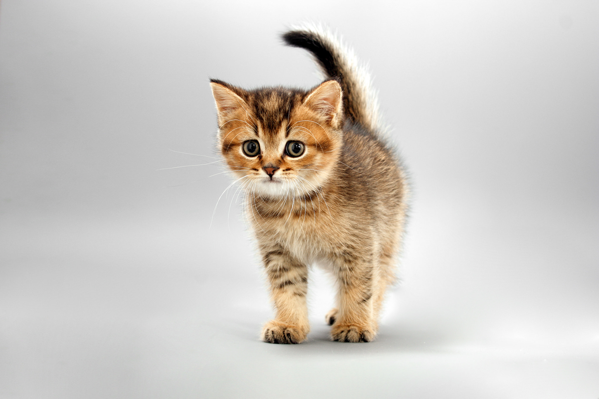 Canon EF-S 18-55mm F3.5-5.6 II sample photo. Little cute funny kittens on a gray background photography