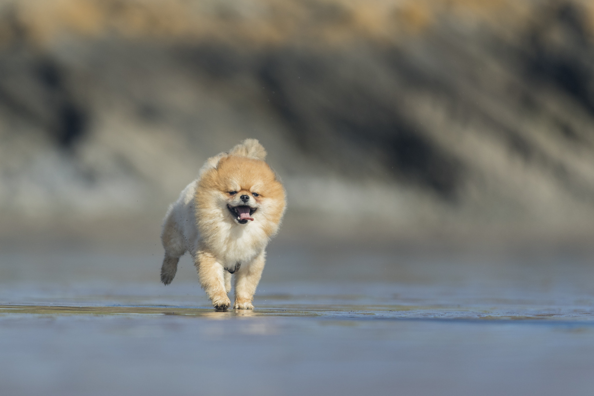 Canon EF 70-200mm F2.8L IS II USM sample photo. Chico the pom photography