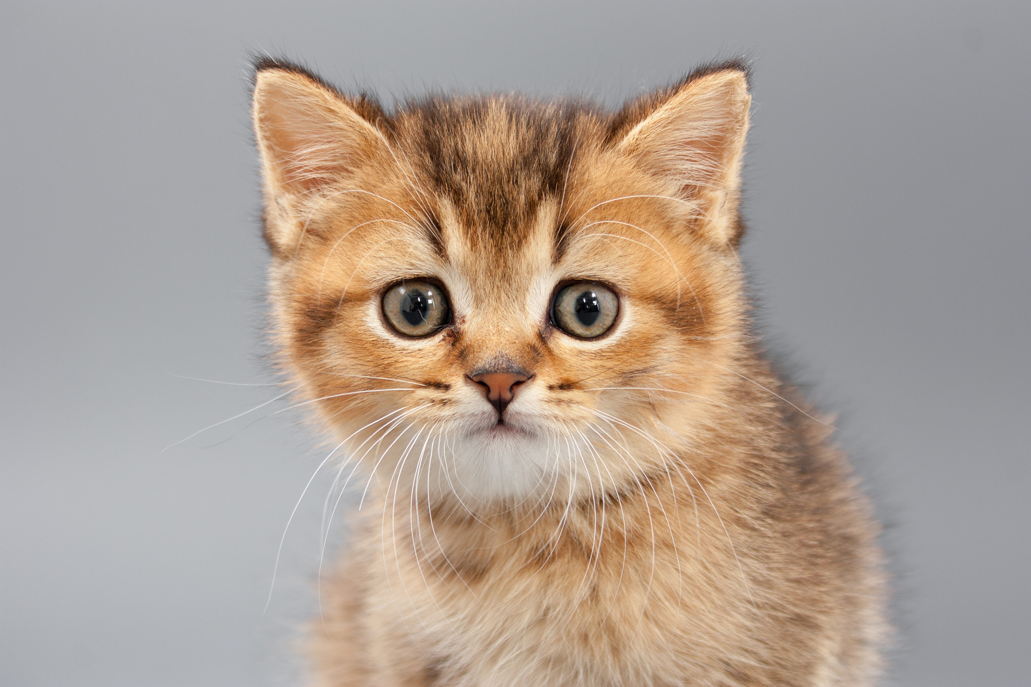 Canon EF-S 18-55mm F3.5-5.6 II sample photo. Little cute funny kittens on a gray background photography