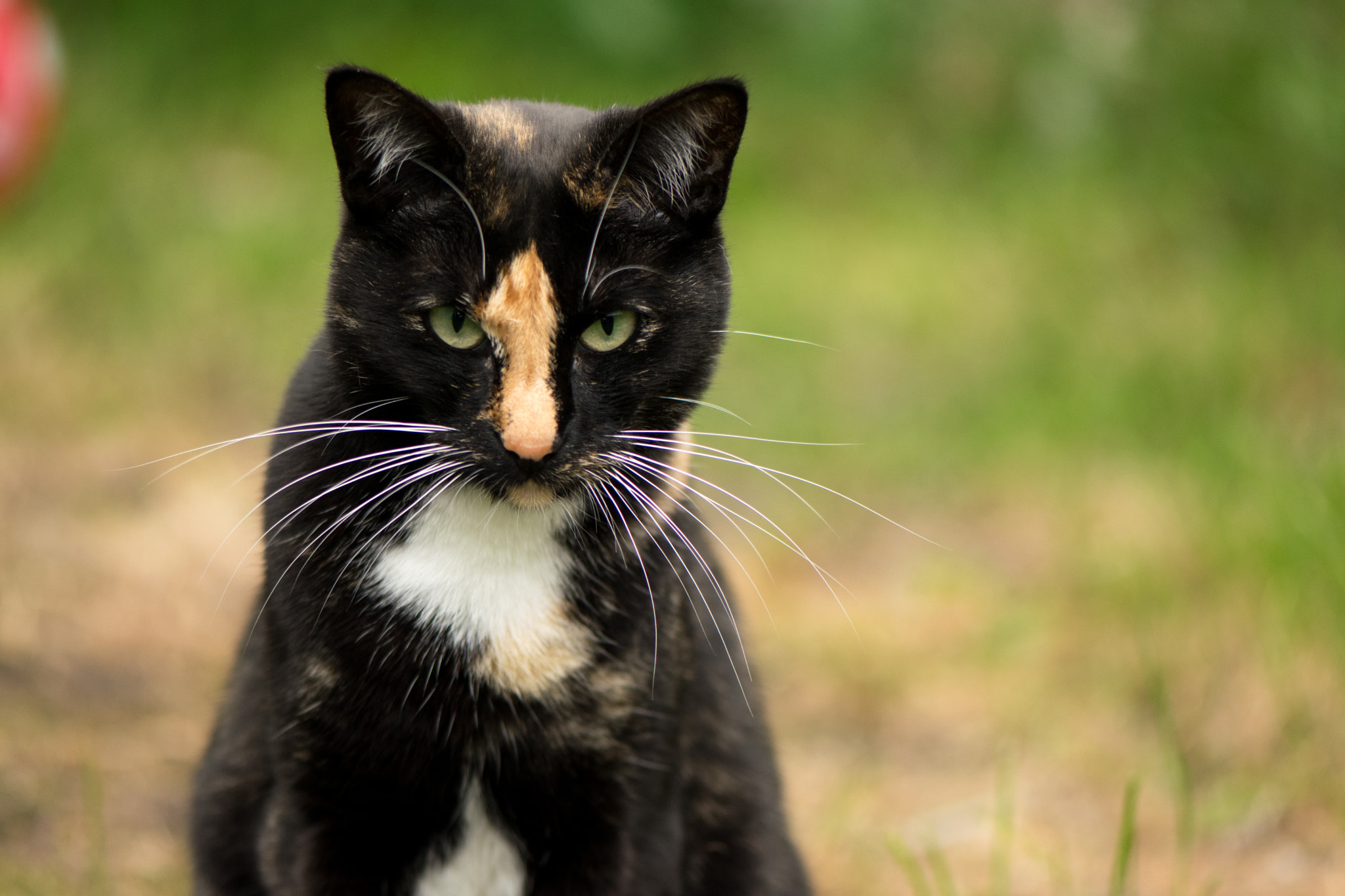 Nikon AF-S Micro-Nikkor 105mm F2.8G IF-ED VR sample photo. Stare photography