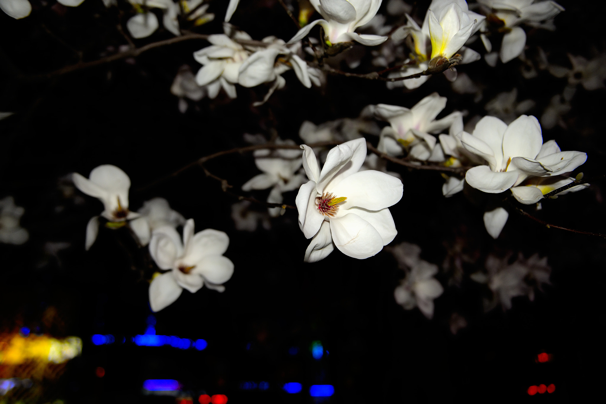 Nikon AF-S Nikkor 24-70mm F2.8G ED sample photo. Magnolia photography