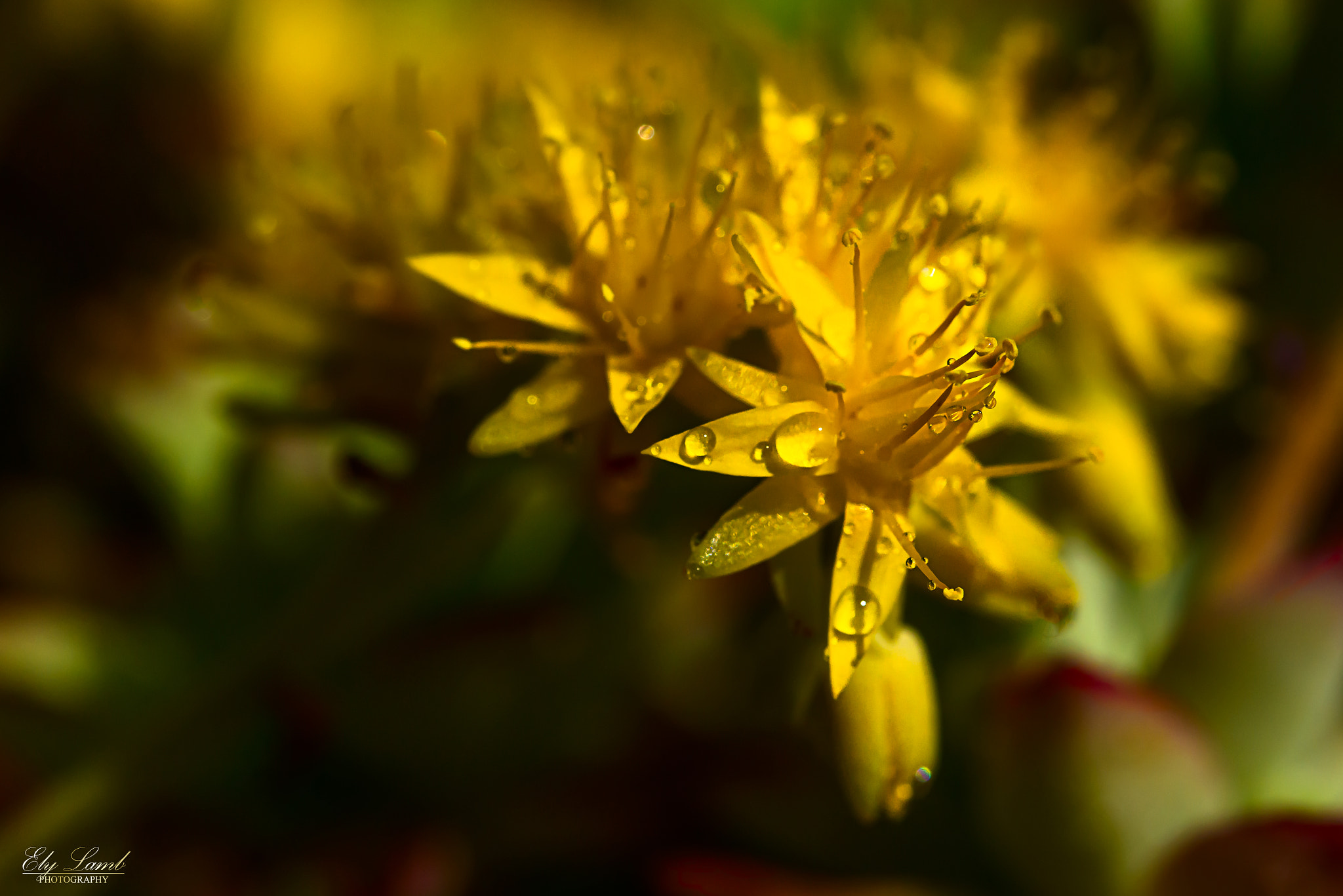 Nikon AF-S Micro-Nikkor 60mm F2.8G ED sample photo. Luce photography