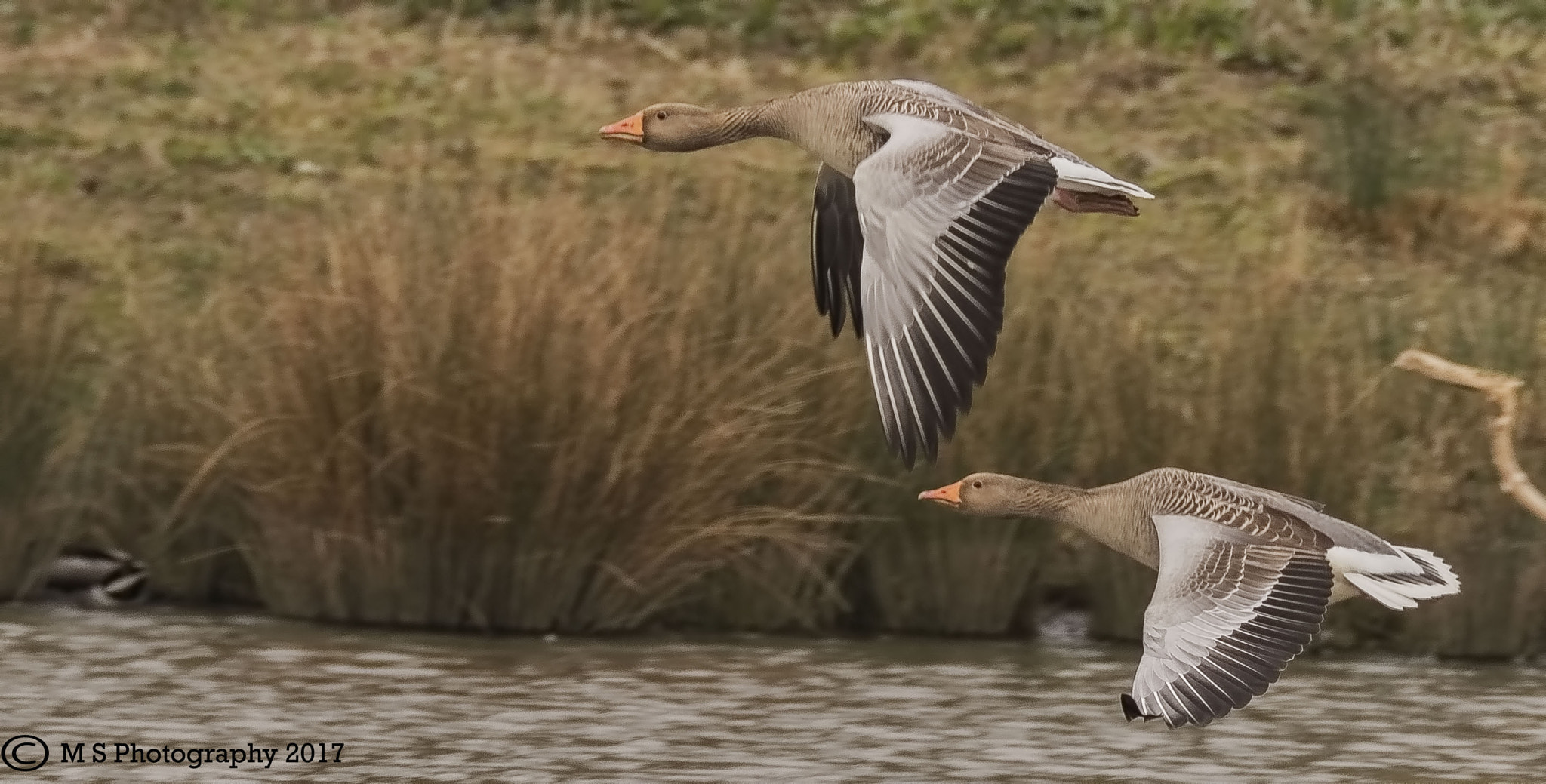 Canon EOS 7D Mark II + 150-600mm F5-6.3 DG OS HSM | Sports 014 sample photo. Greylag geese photography