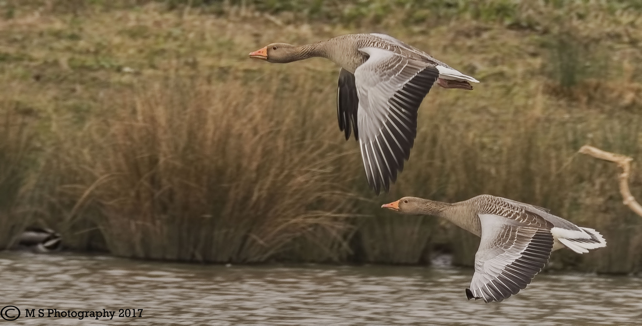 150-600mm F5-6.3 DG OS HSM | Sports 014 sample photo. Greylag geese photography