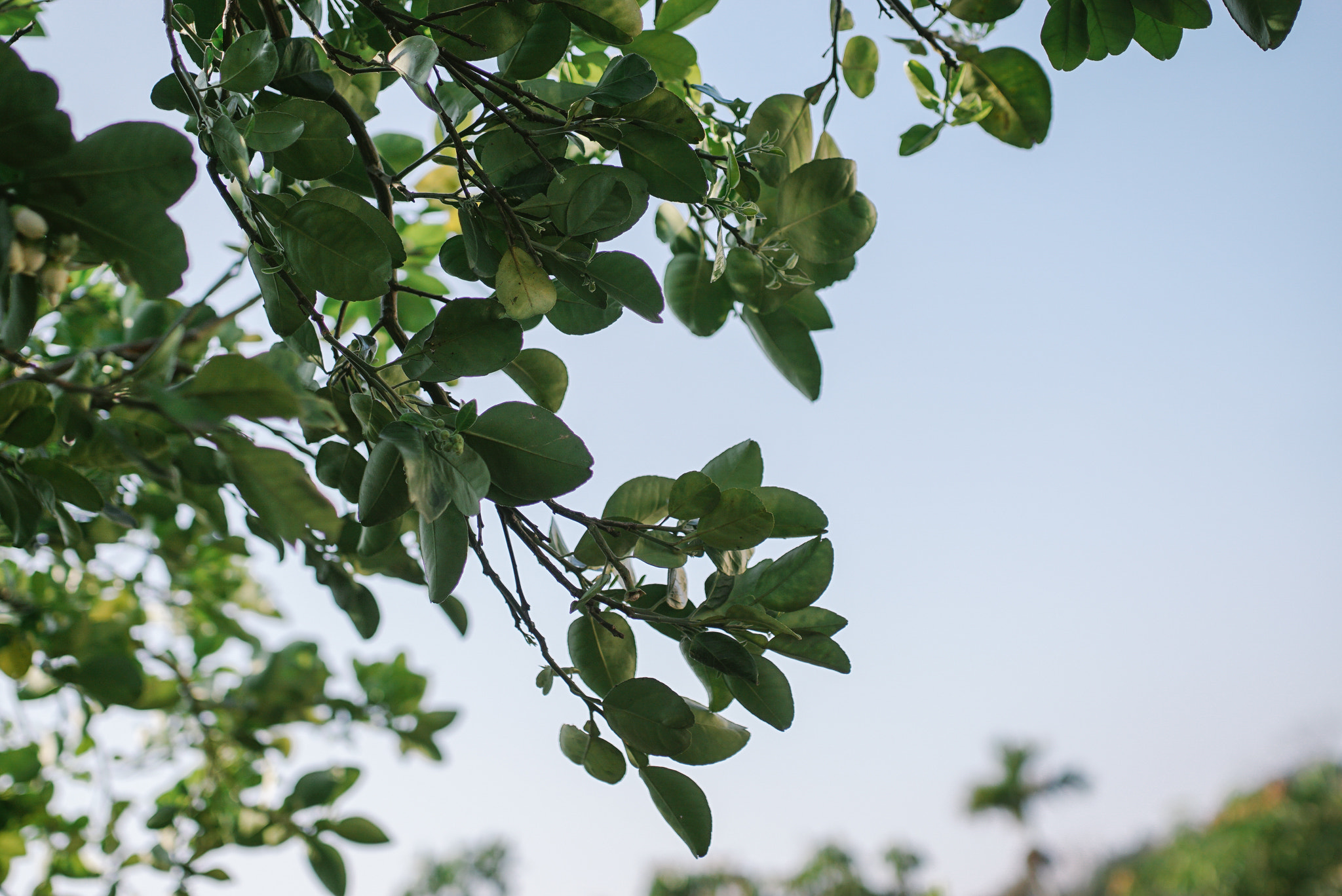 Sony ILCA-77M2 + 35mm F1.4 sample photo. 南投01 photography