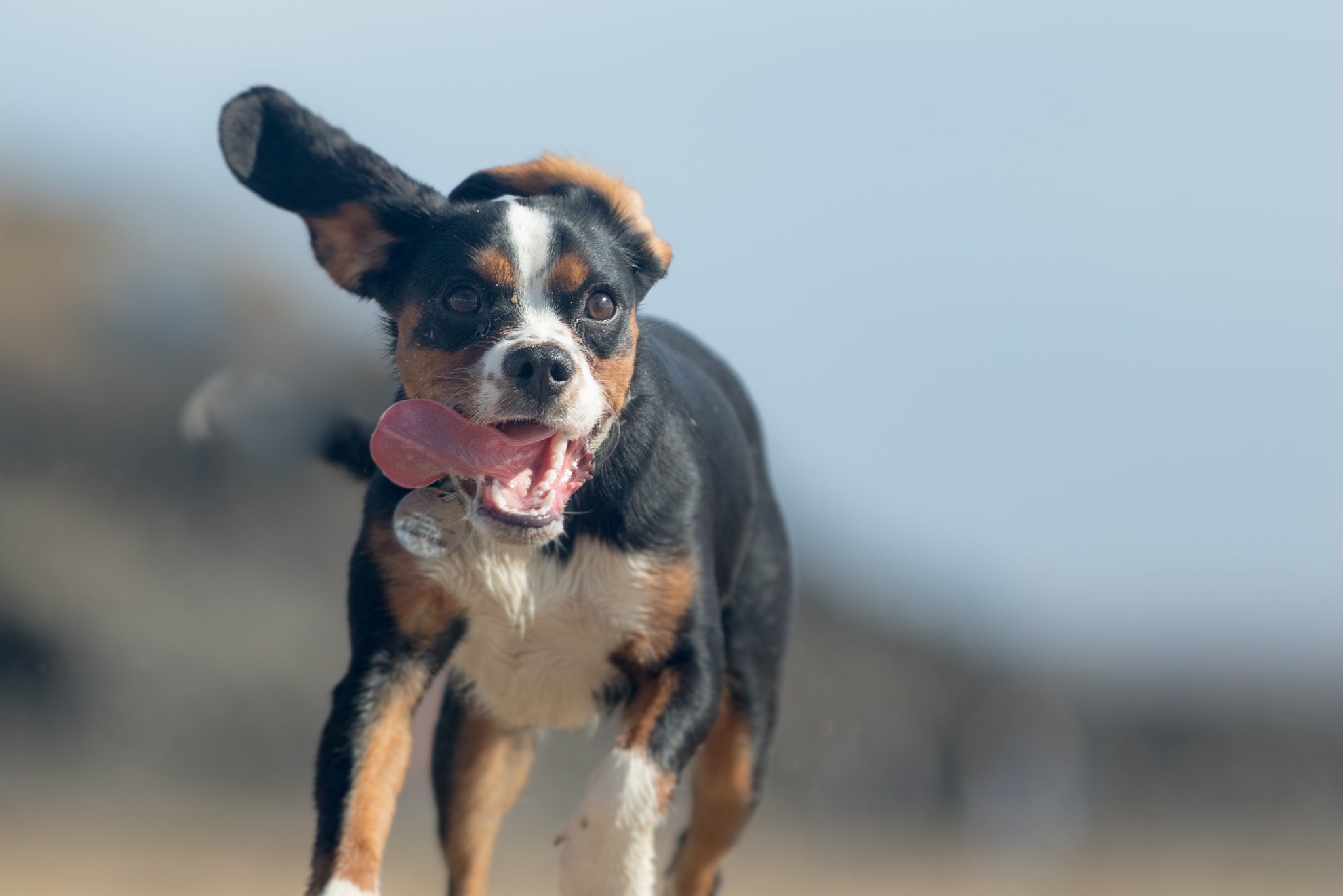 Canon EF 70-200mm F2.8L IS II USM sample photo. Slobber chops photography