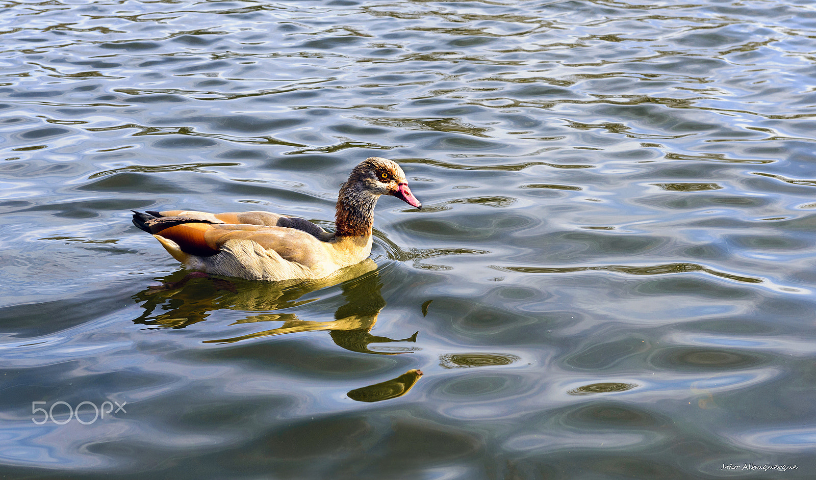 Nikon AF-S Nikkor 24-70mm F2.8G ED sample photo. Swimming in the sun photography