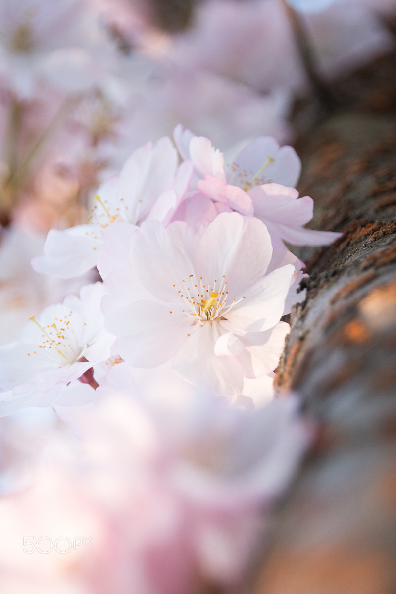 Sigma 18-250mm F3.5-6.3 DC OS HSM sample photo. Blooming photography