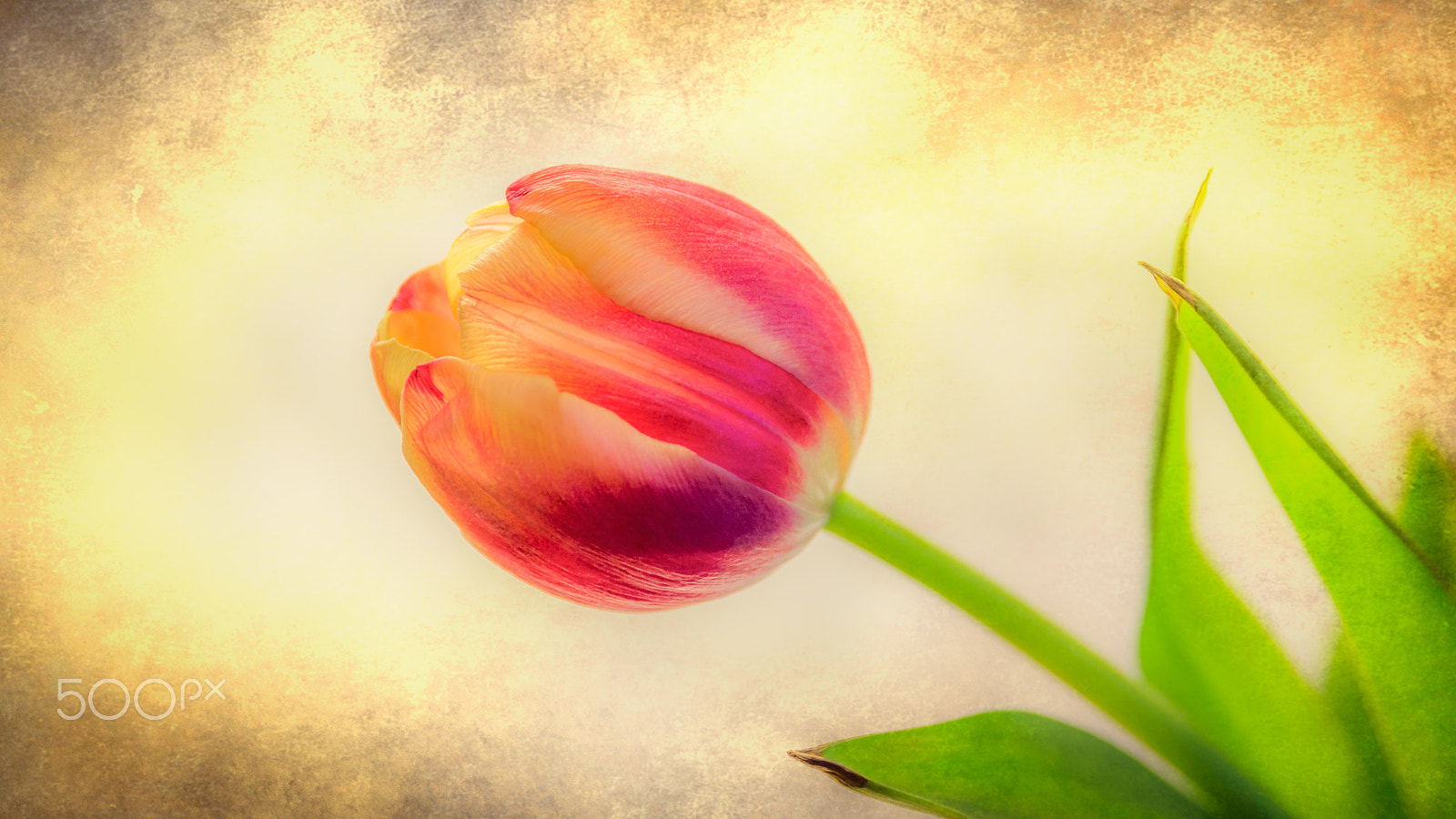 Nikon D3200 + Sigma 17-70mm F2.8-4 DC Macro OS HSM | C sample photo. Tulip in spring photography