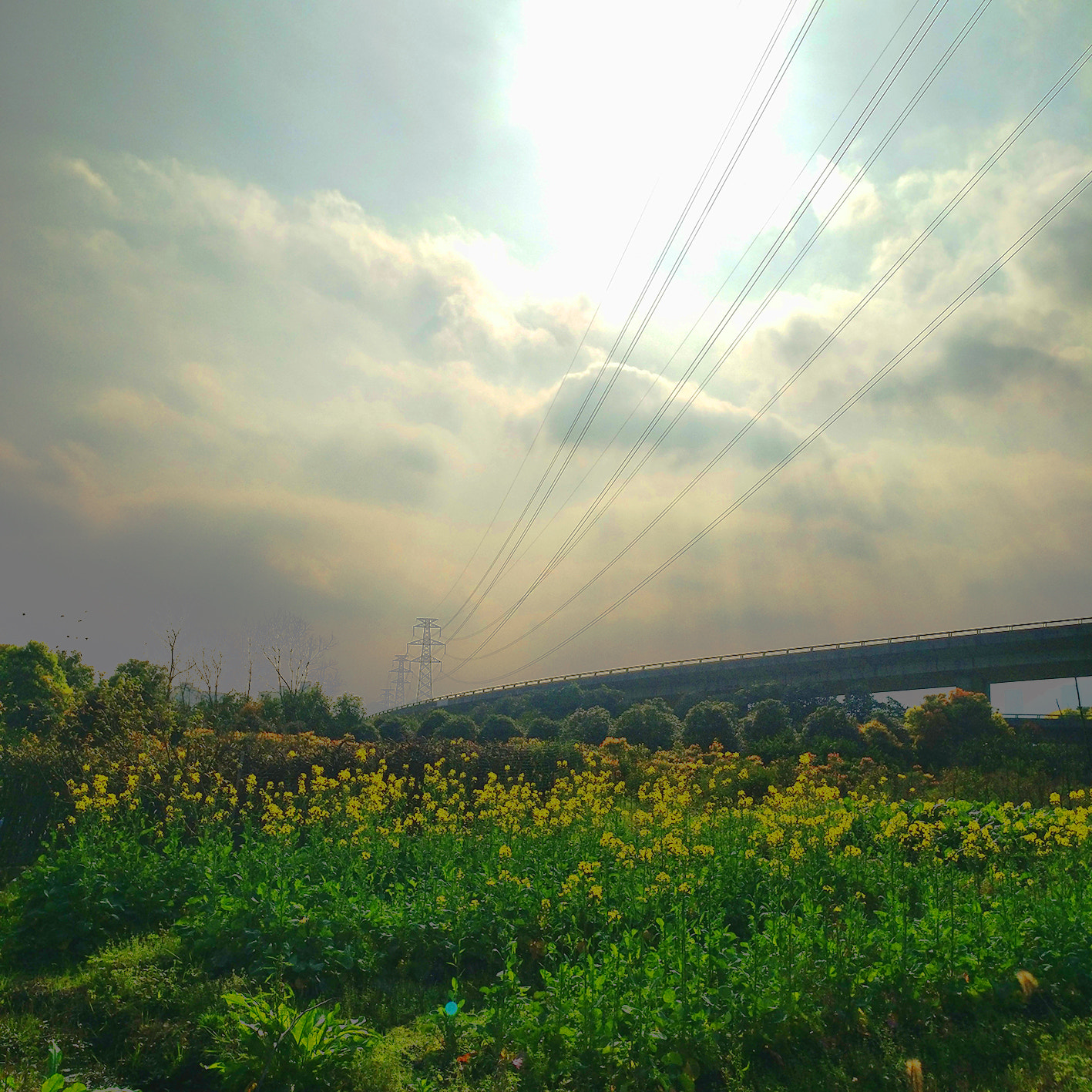 vivo XPLAY5A sample photo. 画里的油菜花 photography