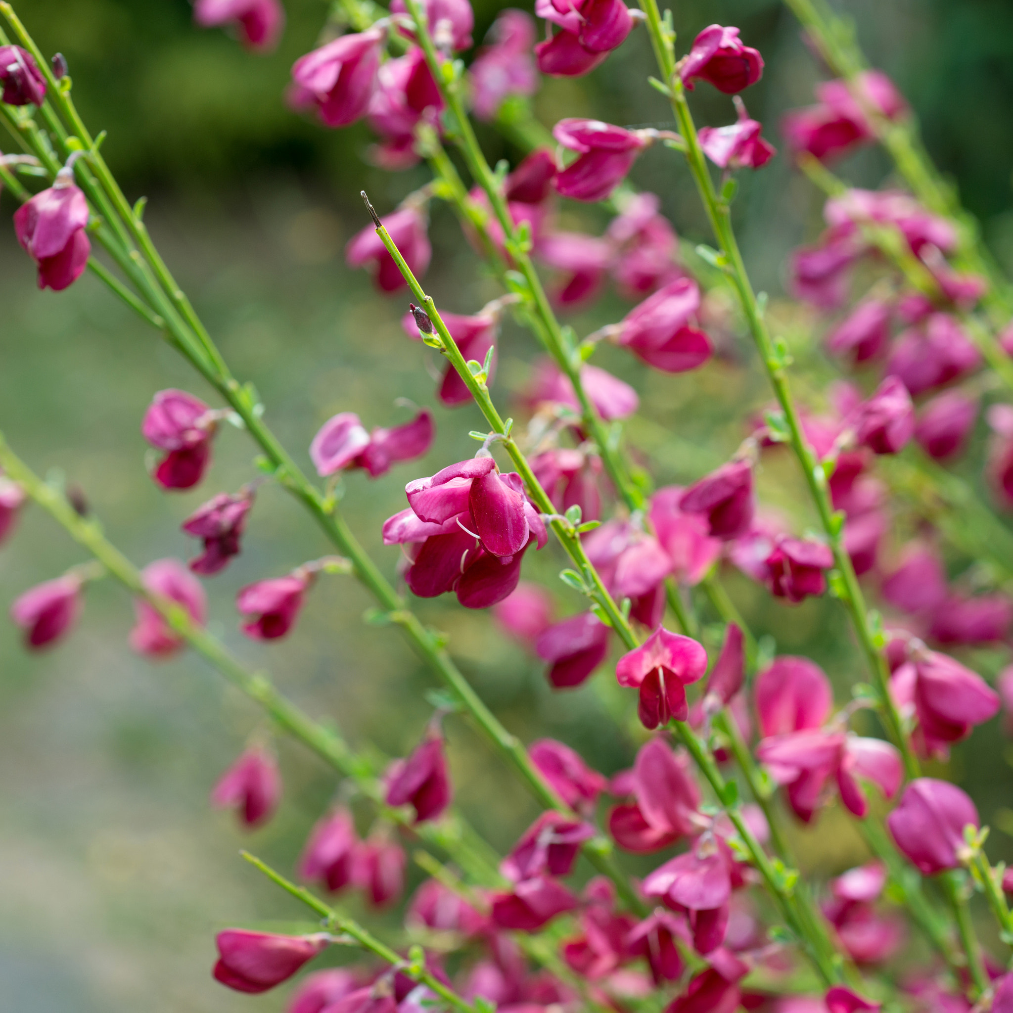 Nikon AF Micro-Nikkor 60mm F2.8D sample photo. Spartium junceum photography