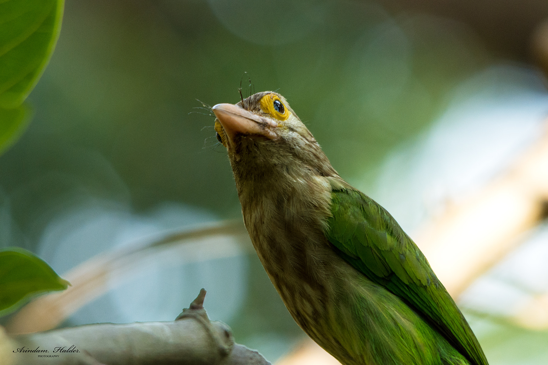 Sigma 150-500mm F5-6.3 DG OS HSM sample photo. Lineated barbet. photography