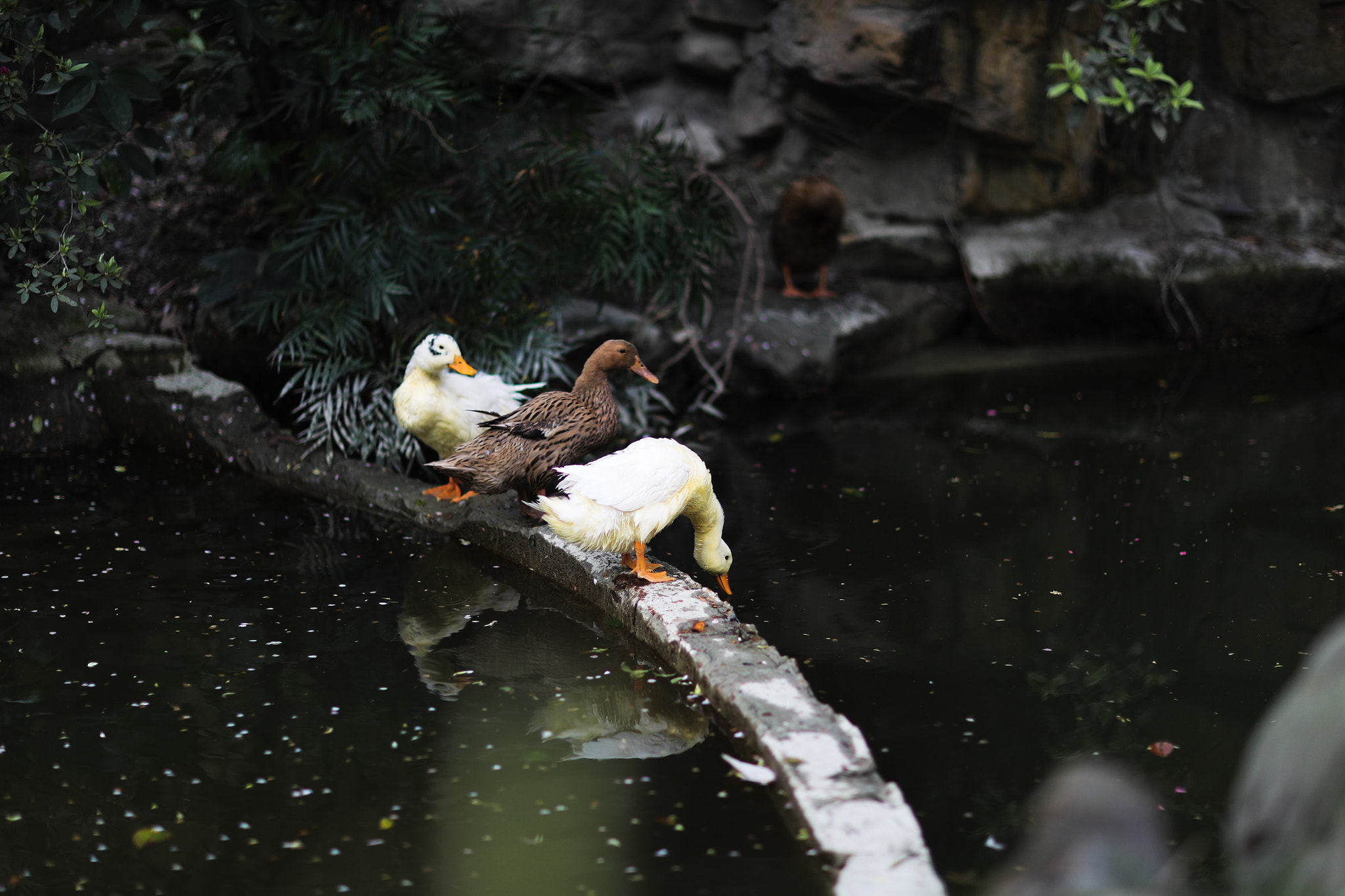 Canon EF 85mm F1.2L II USM sample photo