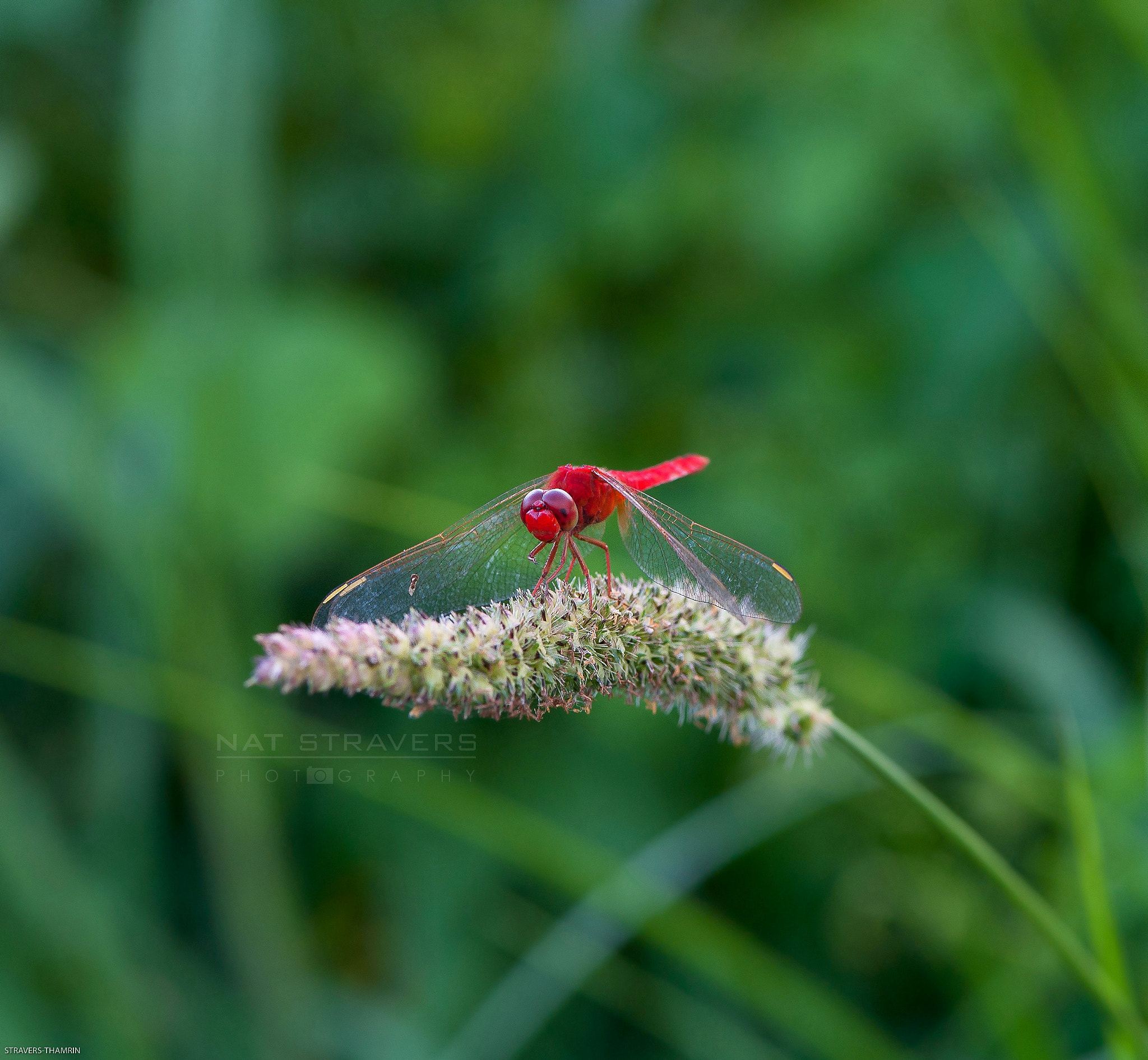 Nikon AF-S Micro-Nikkor 105mm F2.8G IF-ED VR sample photo. The best thing one can do when it's raining is to photography