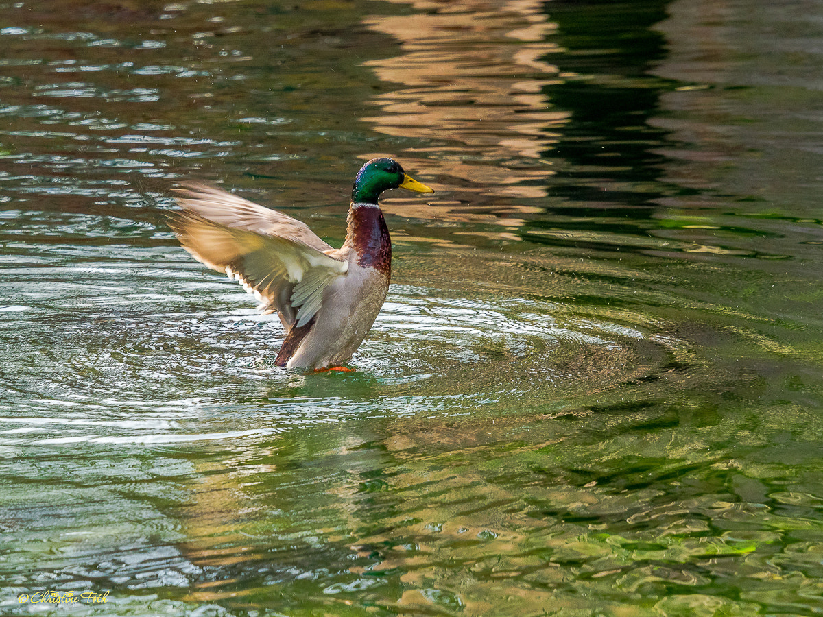 Olympus OM-D E-M5 II + Olympus M.Zuiko Digital ED 40-150mm F2.8 Pro sample photo. Duck flight photography