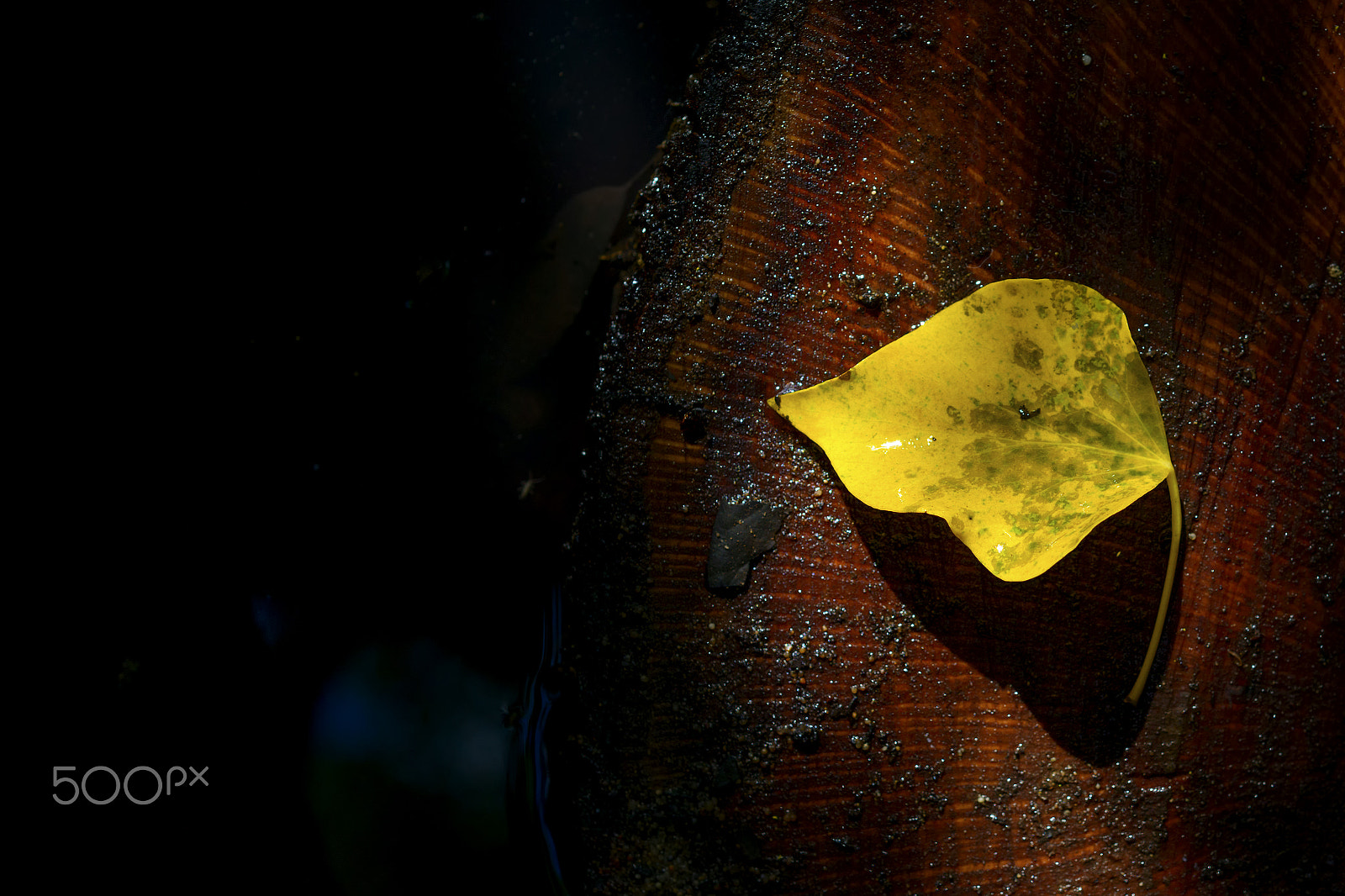 Nikon D800 + Nikon AF-S Micro-Nikkor 60mm F2.8G ED sample photo. Lonely yellow leaf photography
