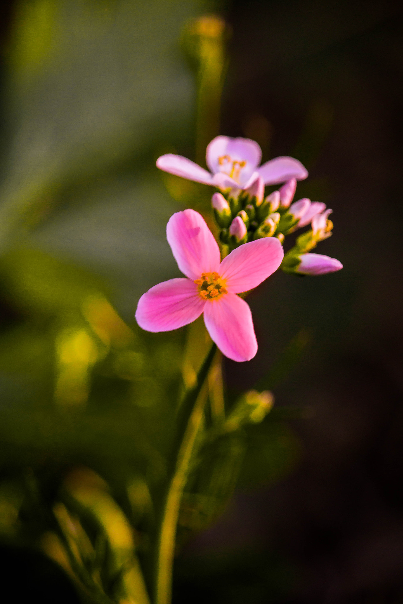 Canon EF-S 55-250mm F4-5.6 IS STM sample photo. Little flowers photography