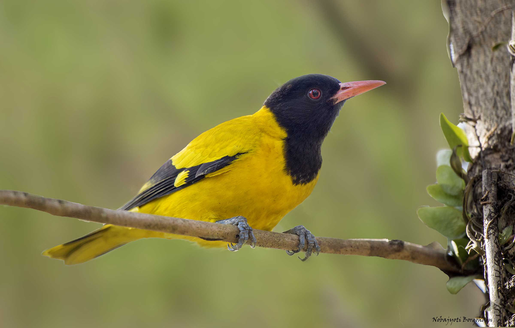 Nikon D800 sample photo. Black-hooded oriole photography
