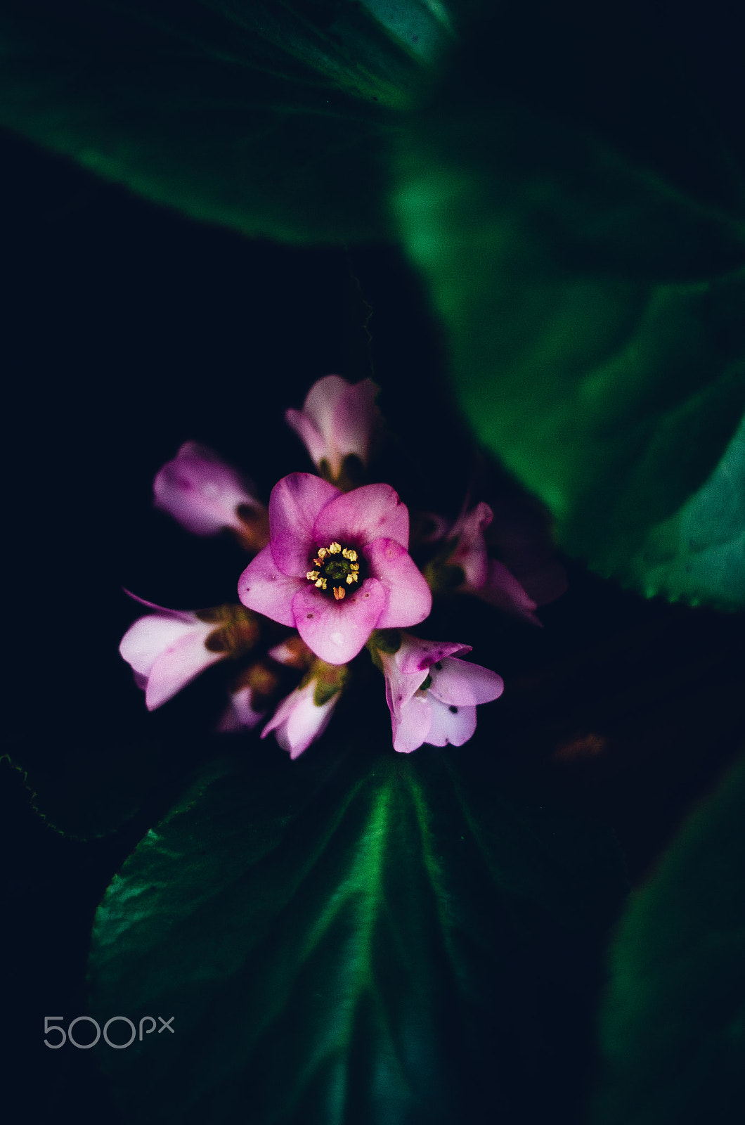 Nikon D7000 + Nikon AF Nikkor 50mm F1.8D sample photo. A slow unravel photography