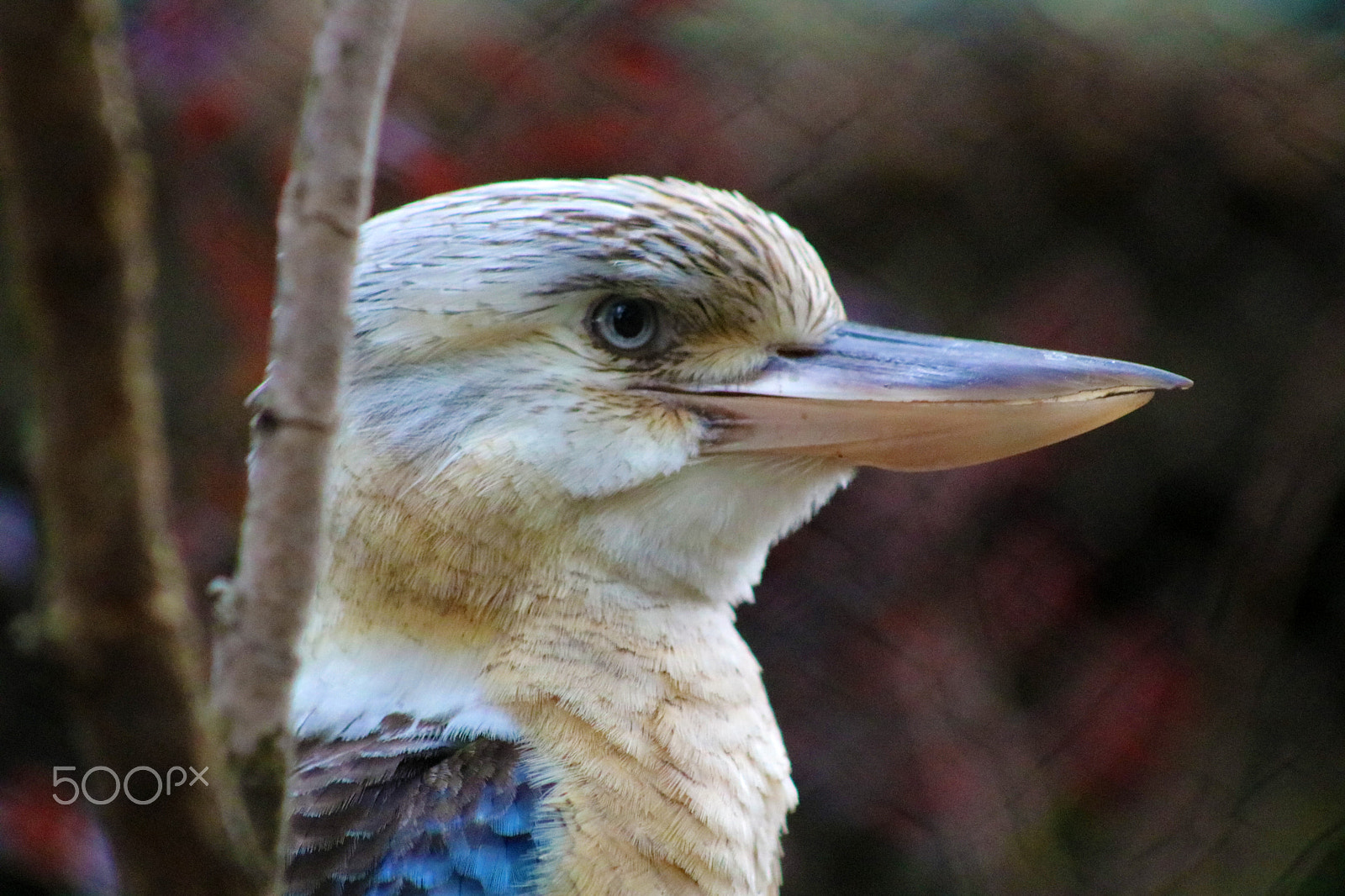 Canon EF 75-300mm f/4-5.6 USM sample photo. Kookaburra 8678 photography