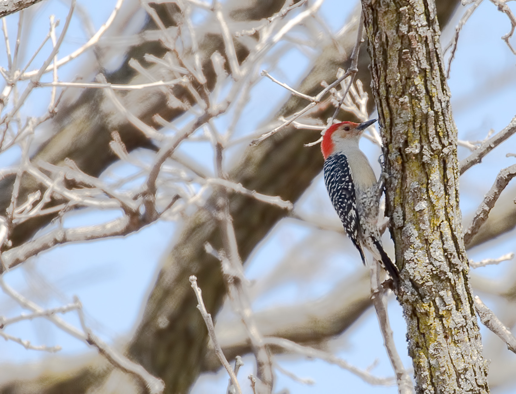 Canon EOS 6D sample photo. Red bellied woodpecker photography
