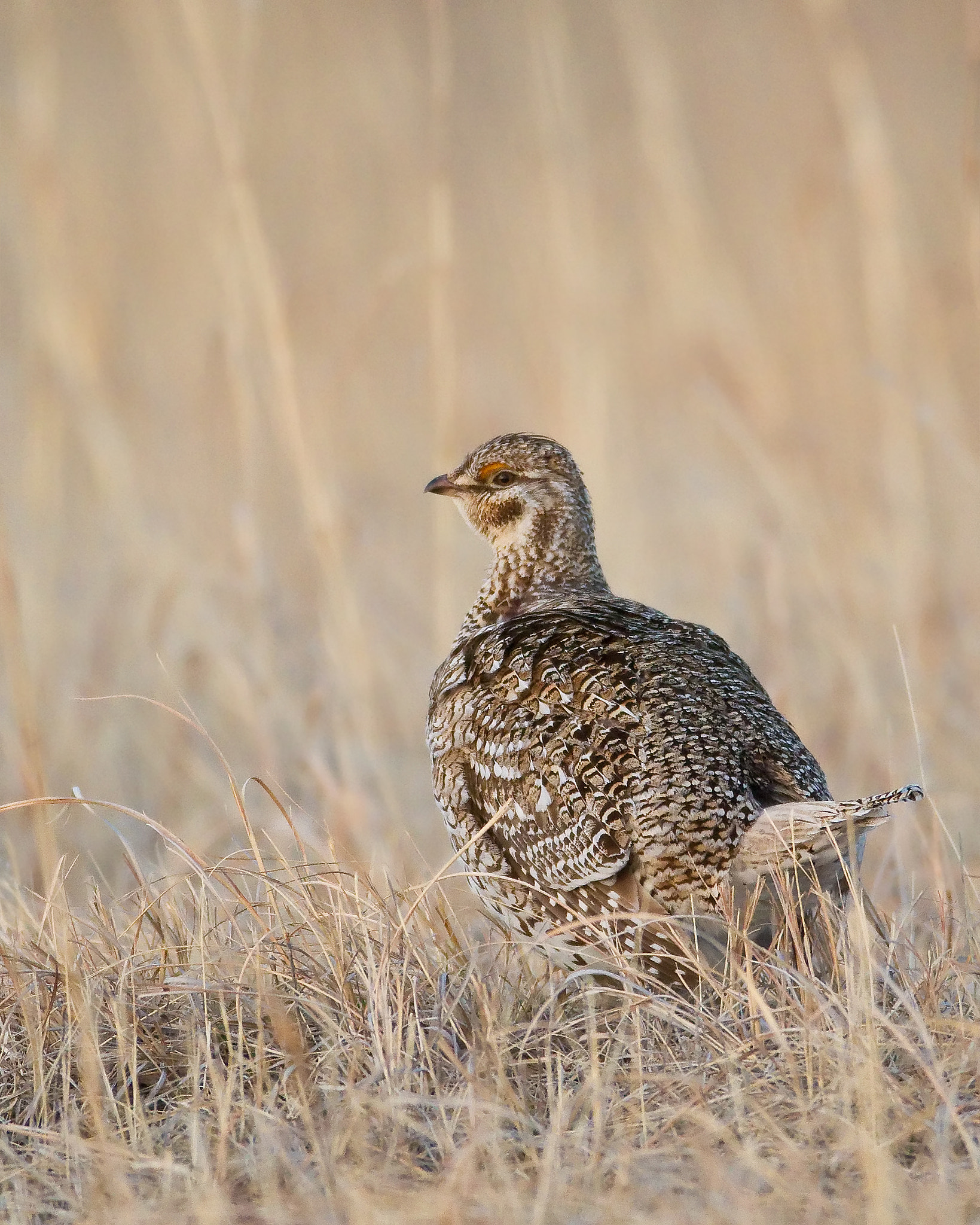 Canon EF 600mm f/4L IS sample photo. Sharp tailed grouse photography