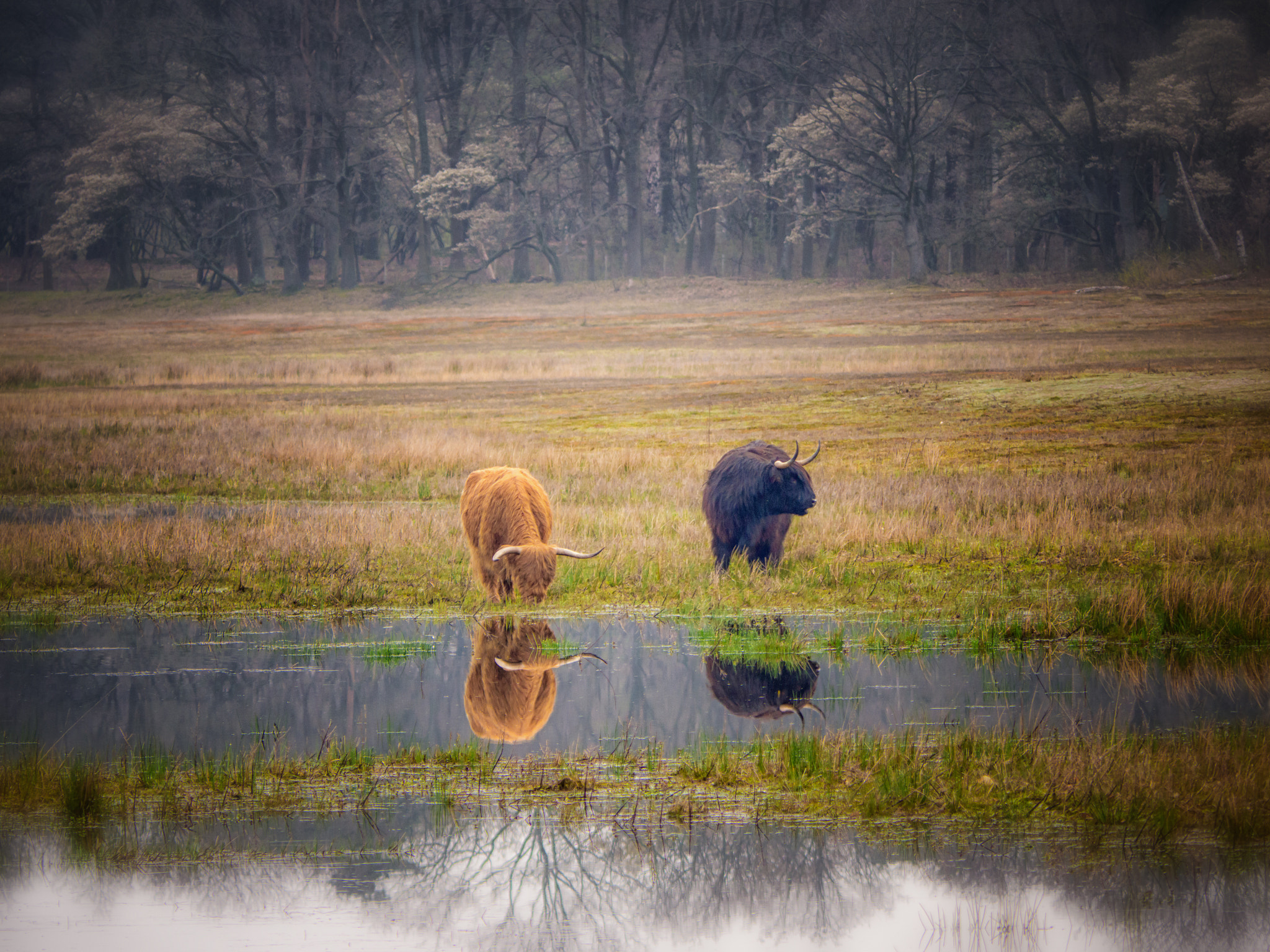 Olympus OM-D E-M10 sample photo. Highlander cows photography