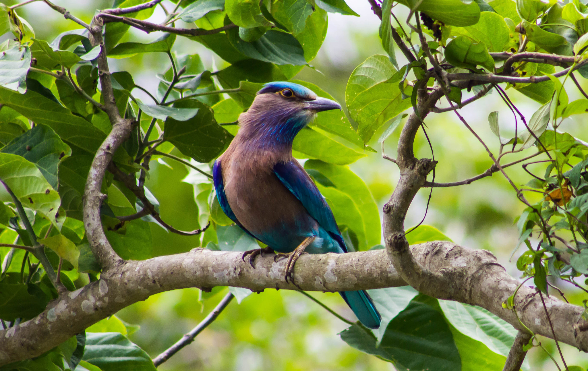 Canon EOS 1200D (EOS Rebel T5 / EOS Kiss X70 / EOS Hi) + EF75-300mm f/4-5.6 sample photo. Indian roller photography
