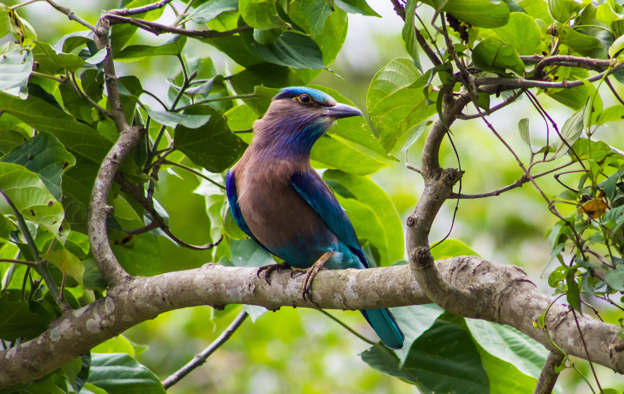 Canon EOS 1200D (EOS Rebel T5 / EOS Kiss X70 / EOS Hi) sample photo. Indian roller photography