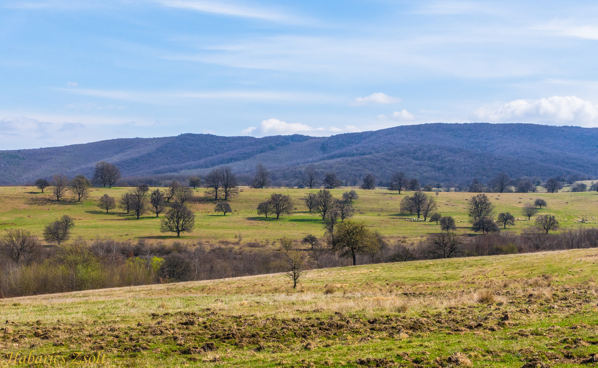 Sigma 17-50mm F2.8 EX DC OS HSM sample photo. Welcome spring 2 photography