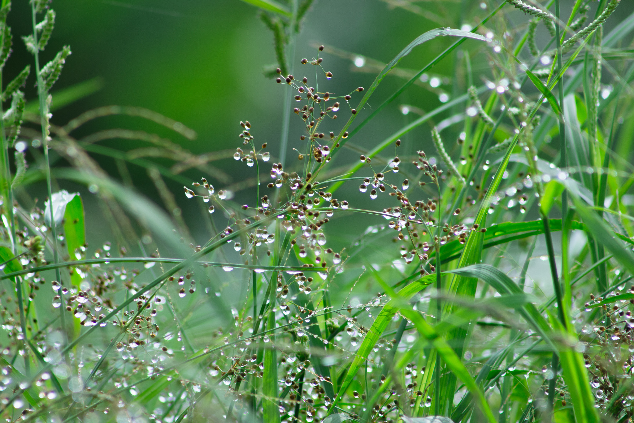 Canon EOS 60D + EF75-300mm f/4-5.6 sample photo. Morning photography