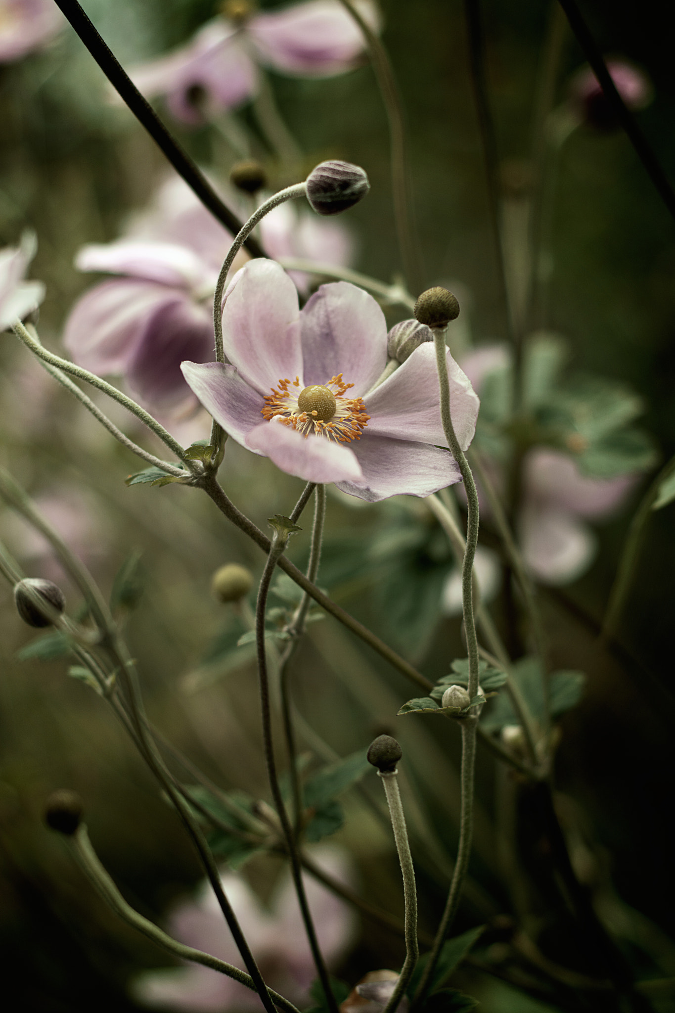 Nikon D5200 + Nikon AF Nikkor 50mm F1.8D sample photo. Mildness photography