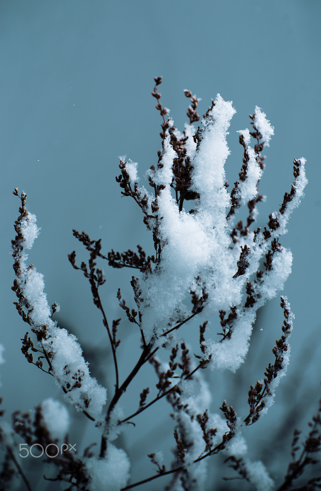 Nikon D610 sample photo. Снежный декор photography