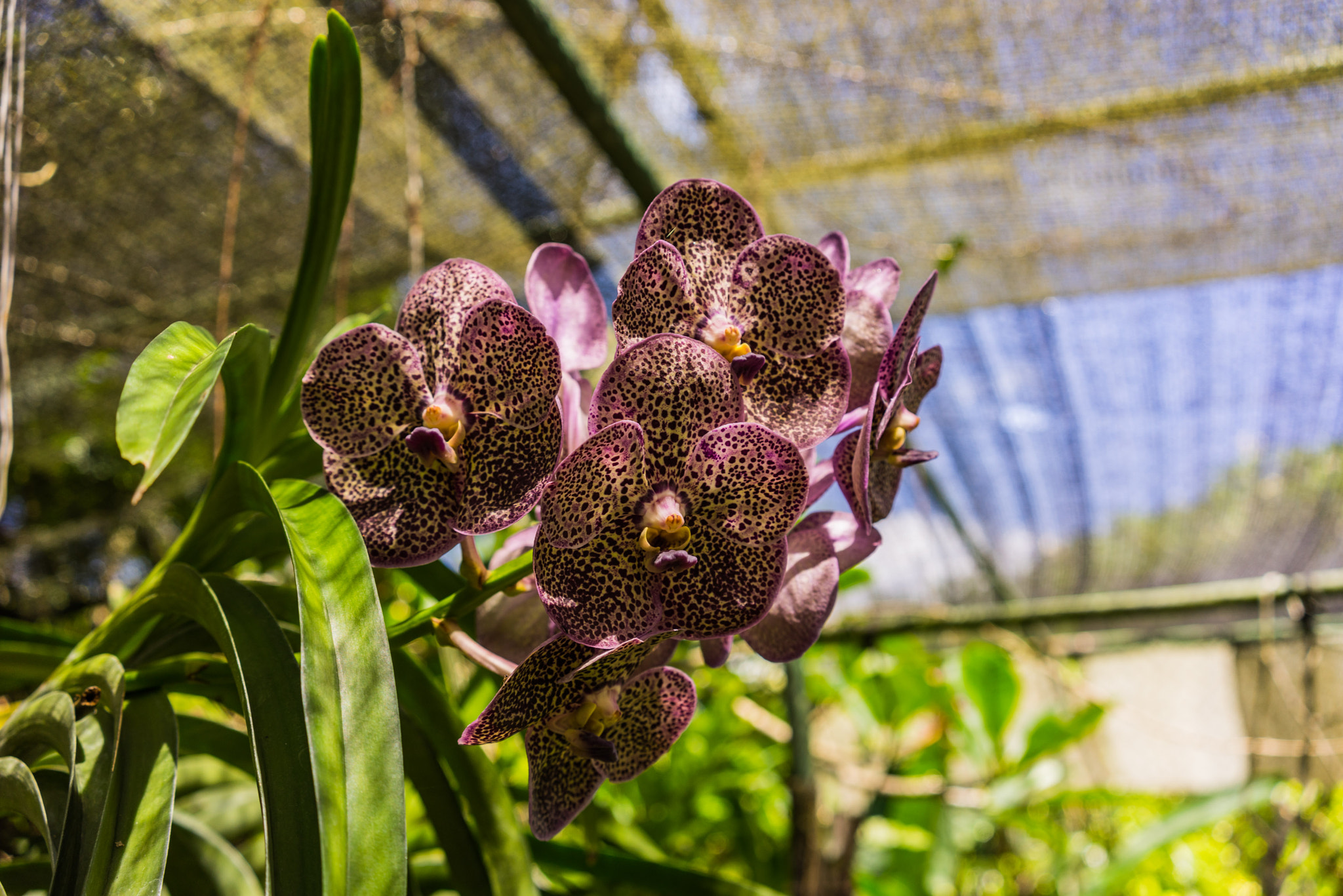 Sony a7R sample photo. Bali orchid garden photography