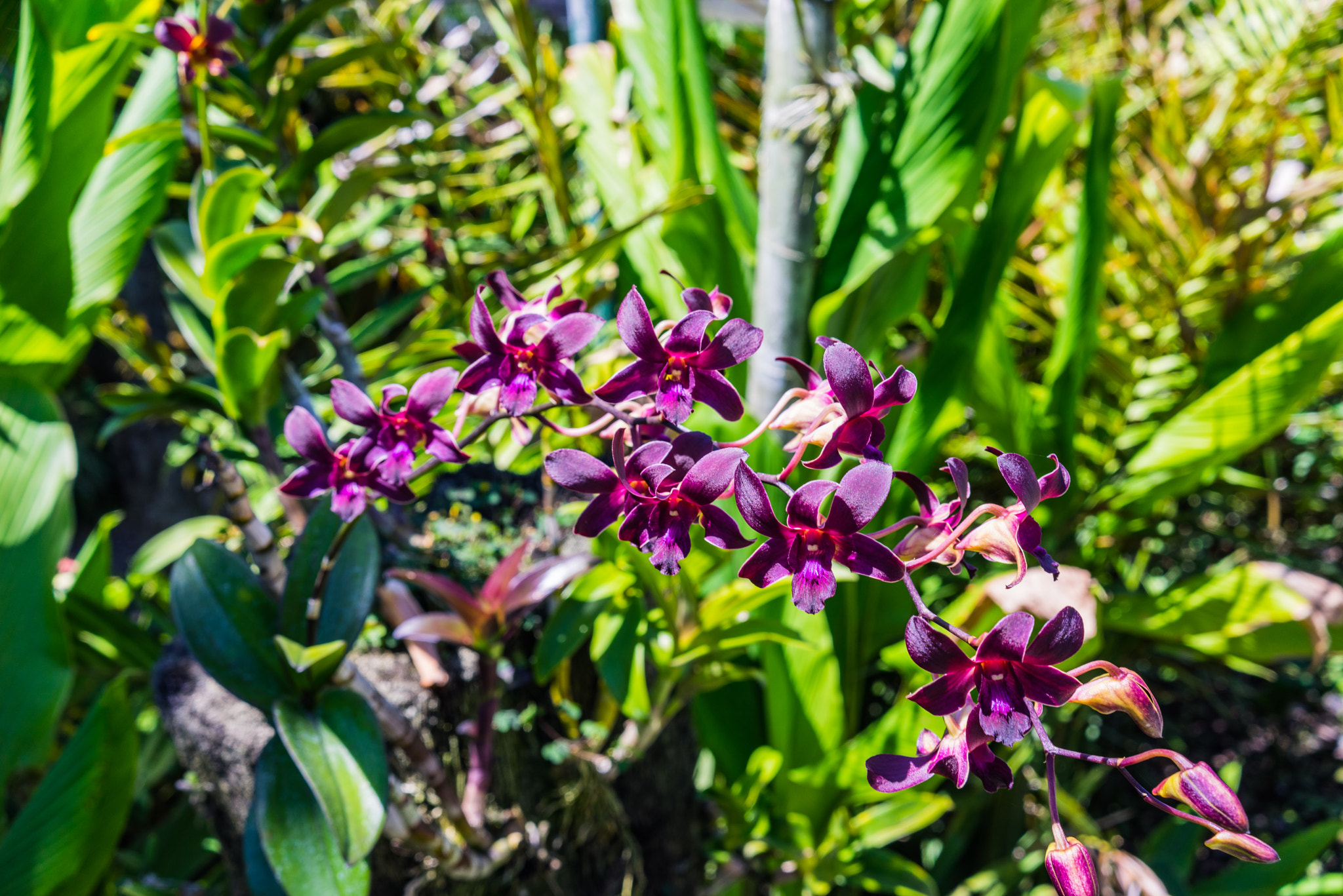 Sony a7R sample photo. Bali orchid garden photography