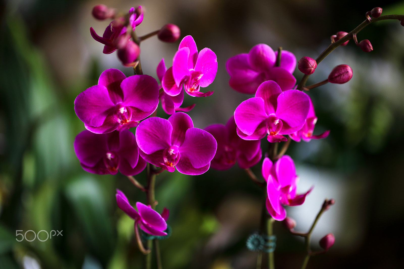Canon EF 100mm F2.8L Macro IS USM sample photo. Orchid sisters #2 photography