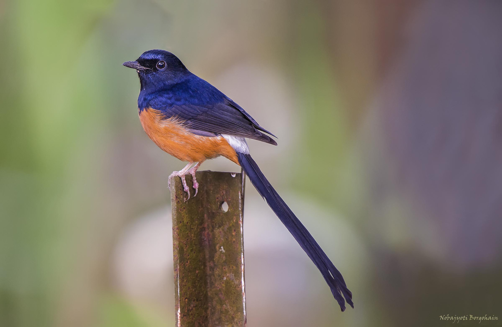 Nikon D800 sample photo. White-rumped shama photography