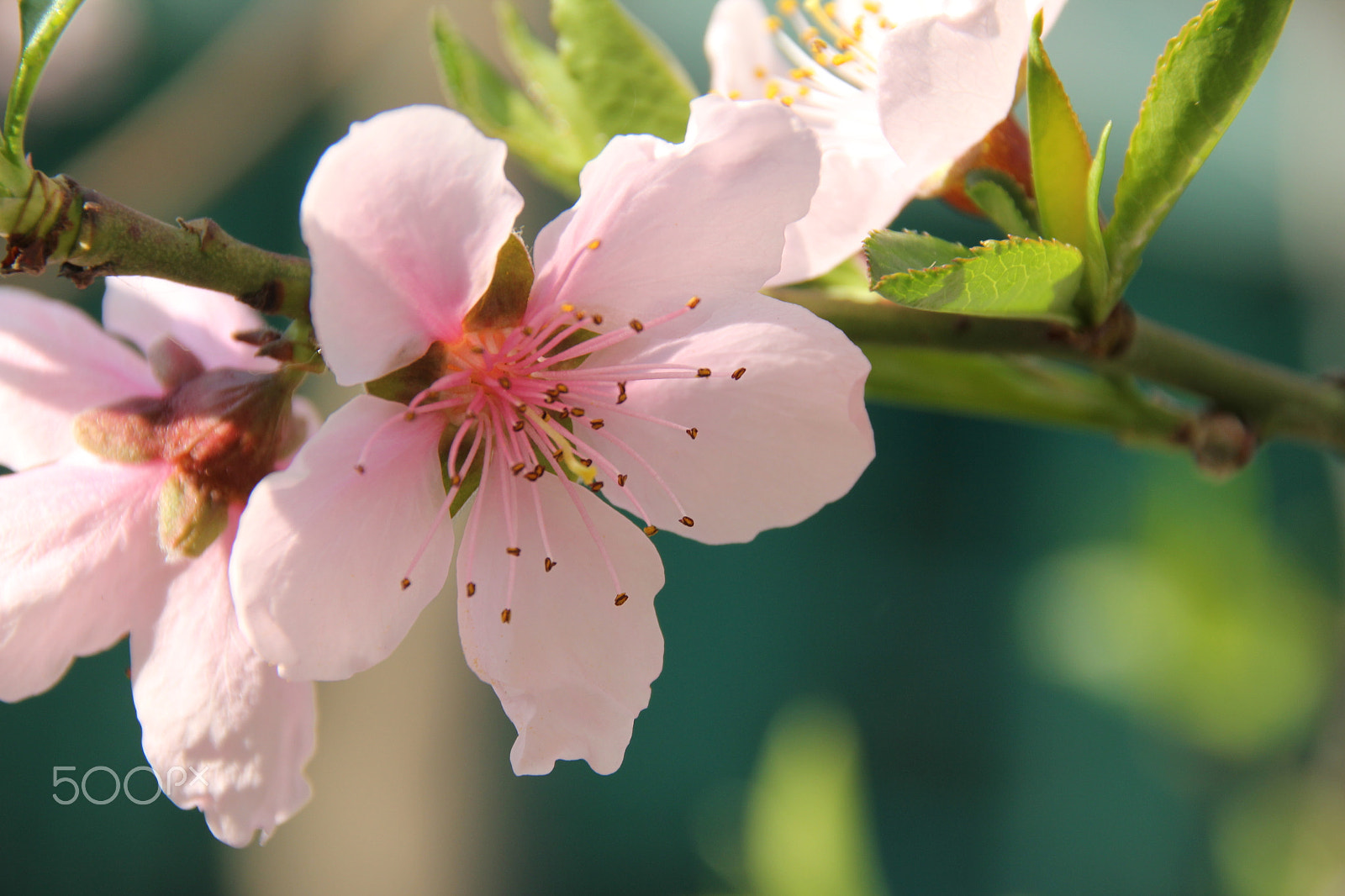 Canon EOS 550D (EOS Rebel T2i / EOS Kiss X4) + Canon EF 50mm f/1.8 sample photo. 你的照片 photography