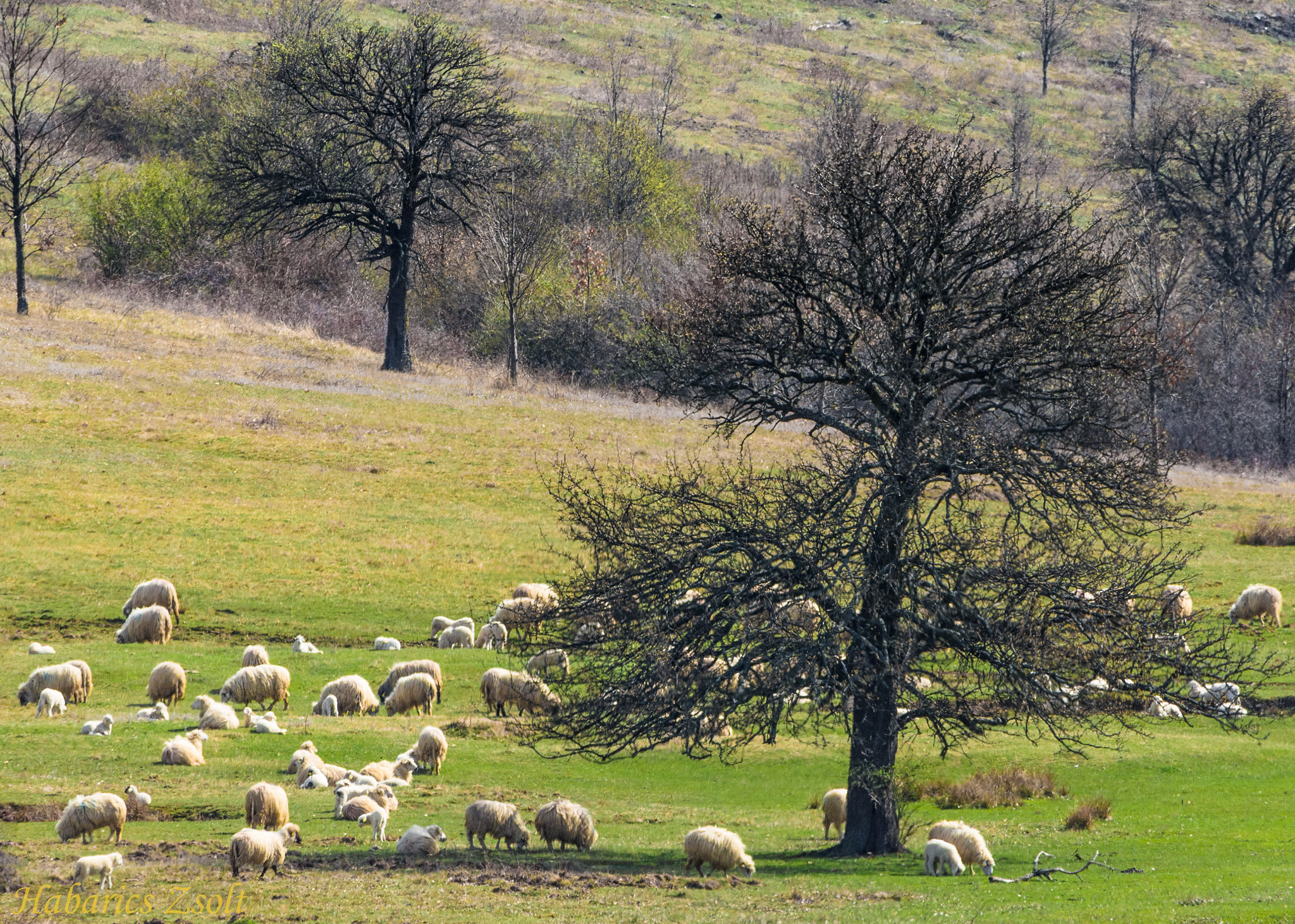 Nikon D7200 sample photo. Welcome spring 4 photography