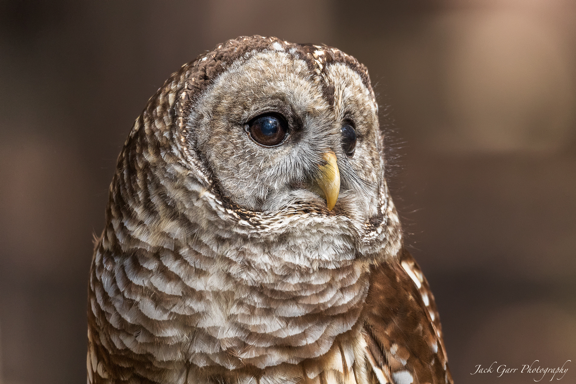 150-600mm F5-6.3 DG OS HSM | Sports 014 sample photo. Barred owl closeup photography
