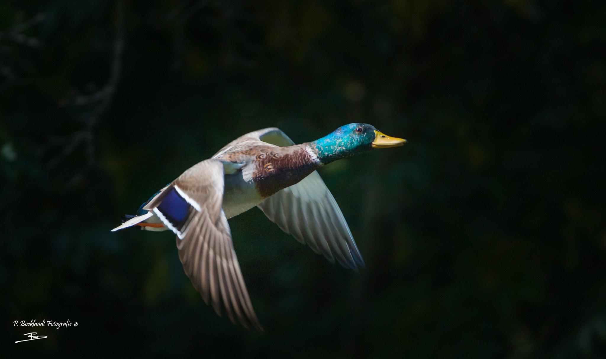 Canon EOS 70D sample photo. Wild duck photography