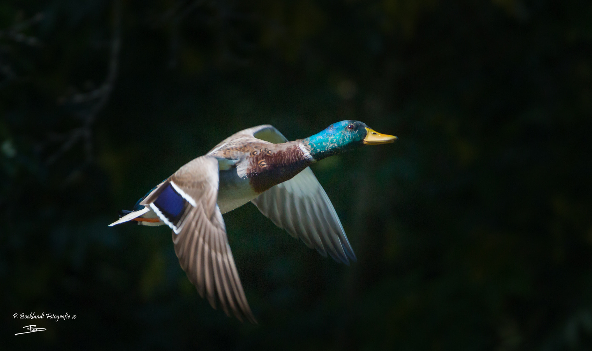 150-600mm F5-6.3 DG OS HSM | Contemporary 015 sample photo. Wild duck photography