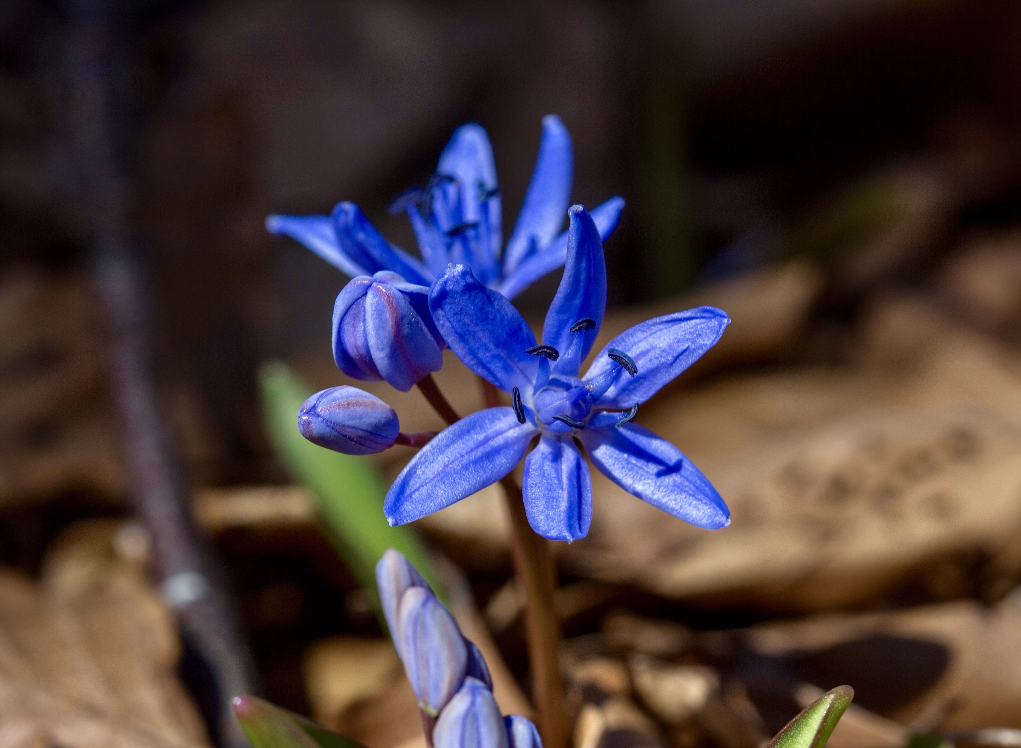 Canon EF 100mm F2.8 Macro USM sample photo. Early spring photography