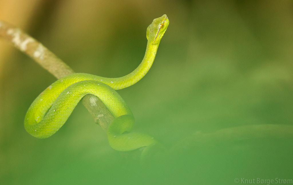 Canon EOS-1D Mark IV sample photo. Bornean keeled pit-viper photography
