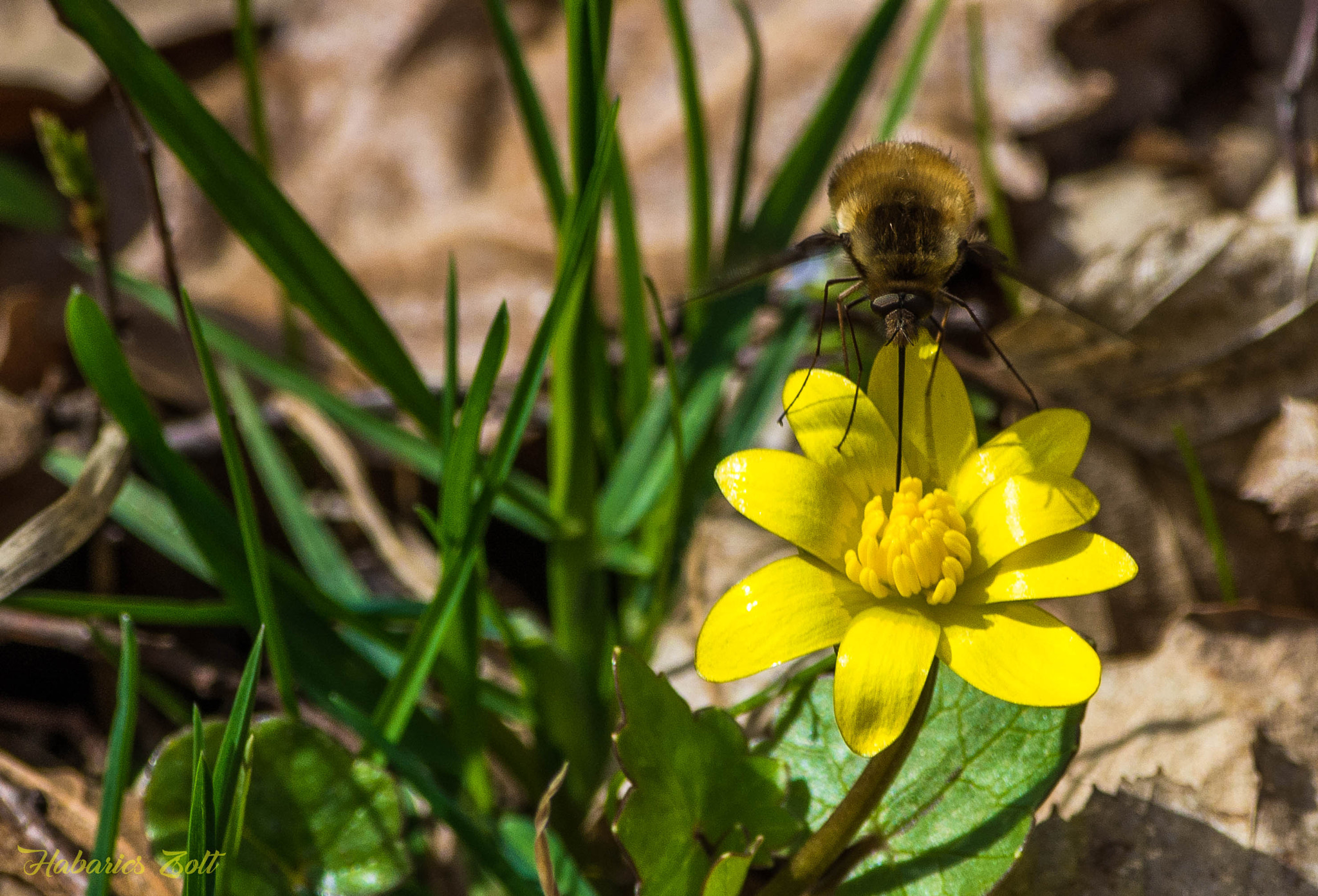 Nikon D7200 sample photo. Spring flower 1 photography