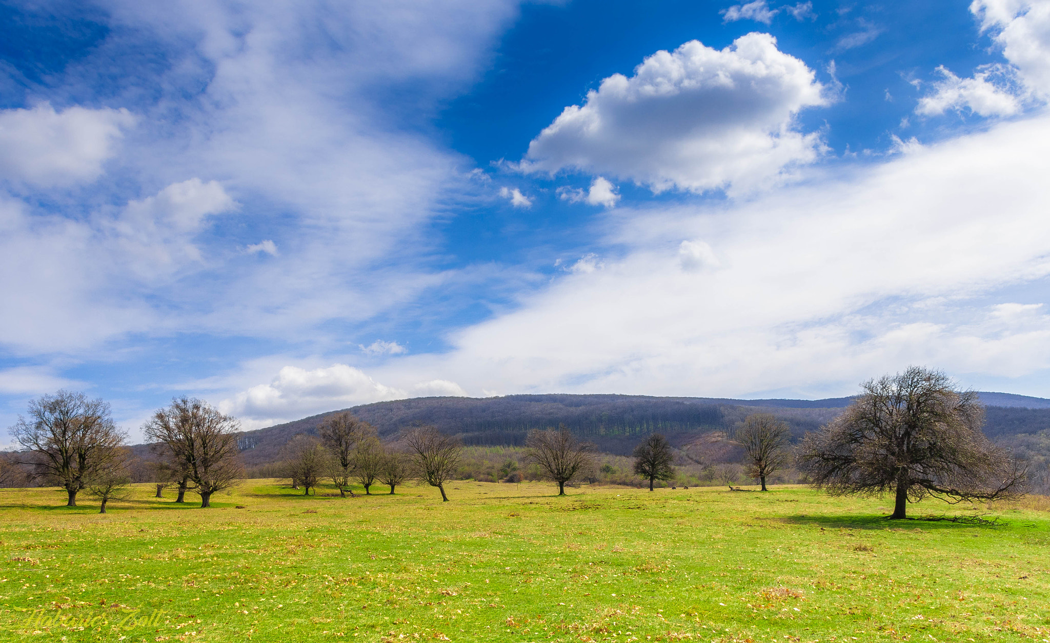 Sigma 17-50mm F2.8 EX DC OS HSM sample photo. Welcome spring 7 photography