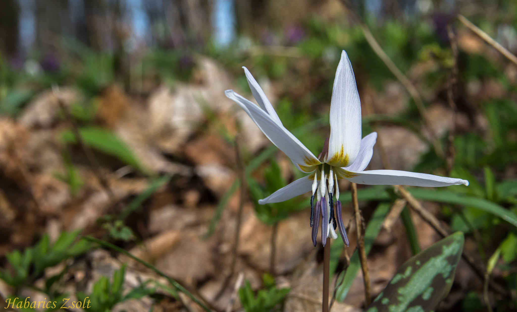 Sigma 17-50mm F2.8 EX DC OS HSM sample photo. Spring flower 3 photography