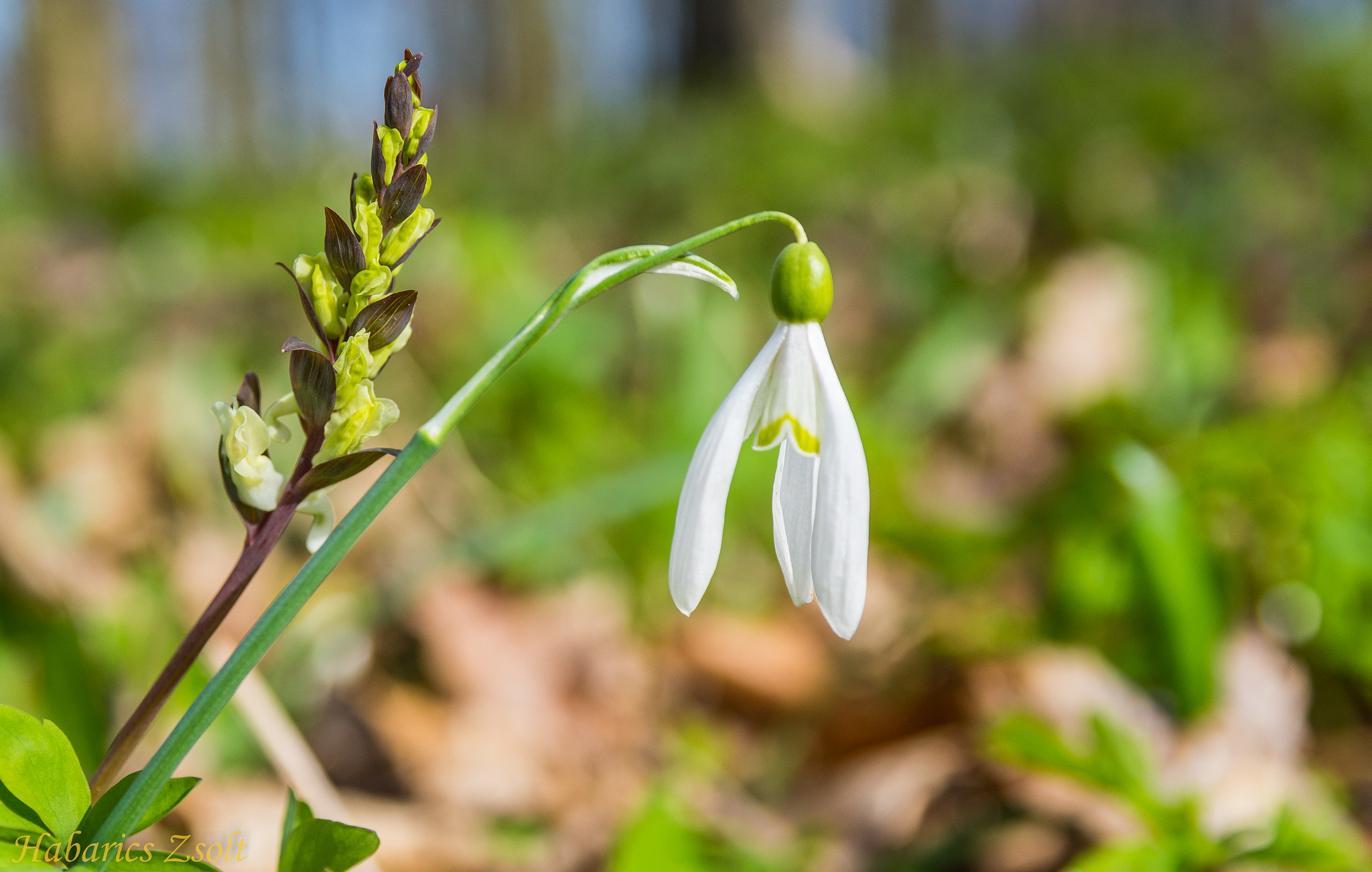 Sigma 17-50mm F2.8 EX DC OS HSM sample photo. Spring flower 4 photography